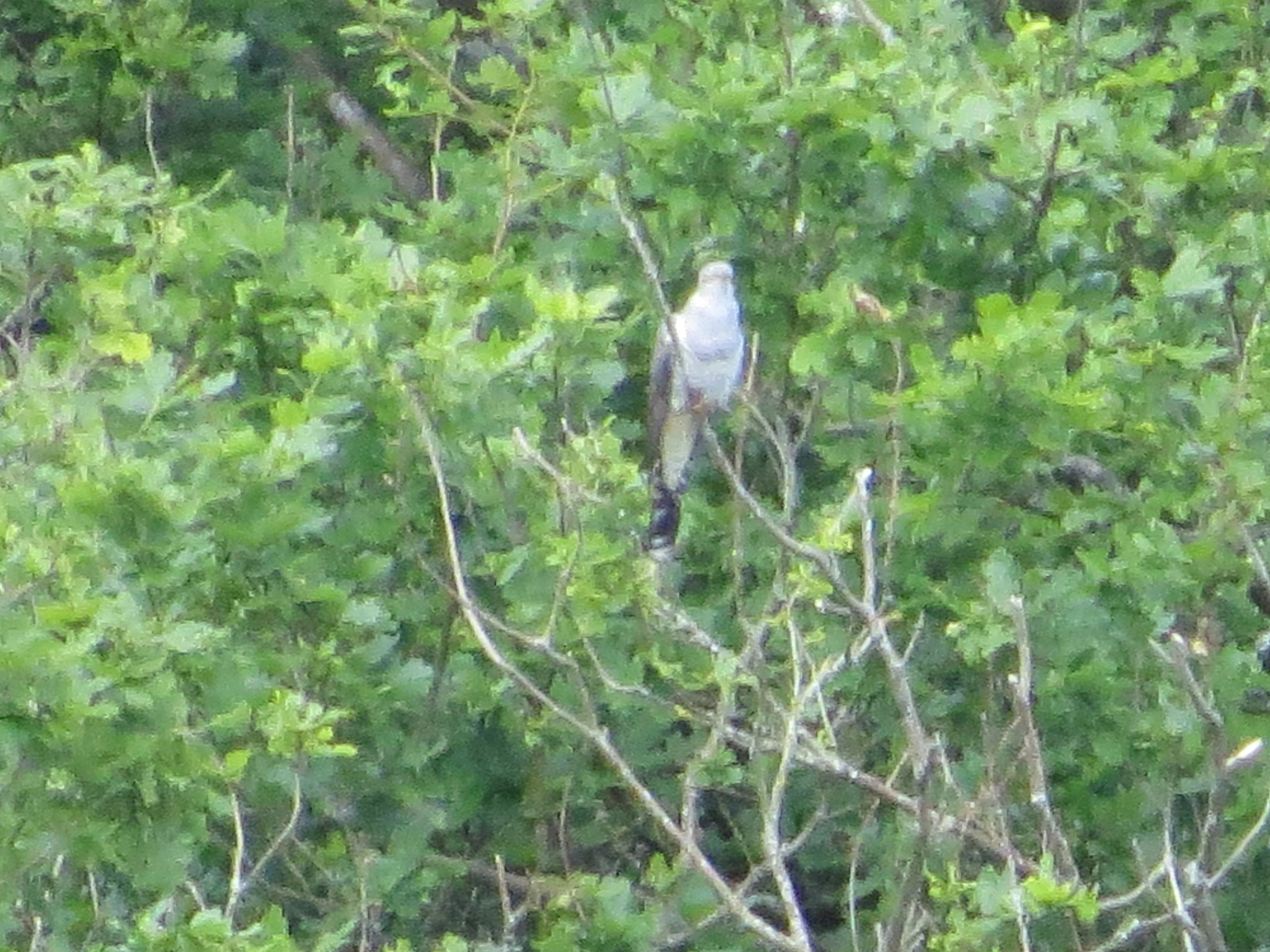 Cuckoo, Acres Down, Minstead, New Forest, UK — photo by Adam Prugel-Bennett