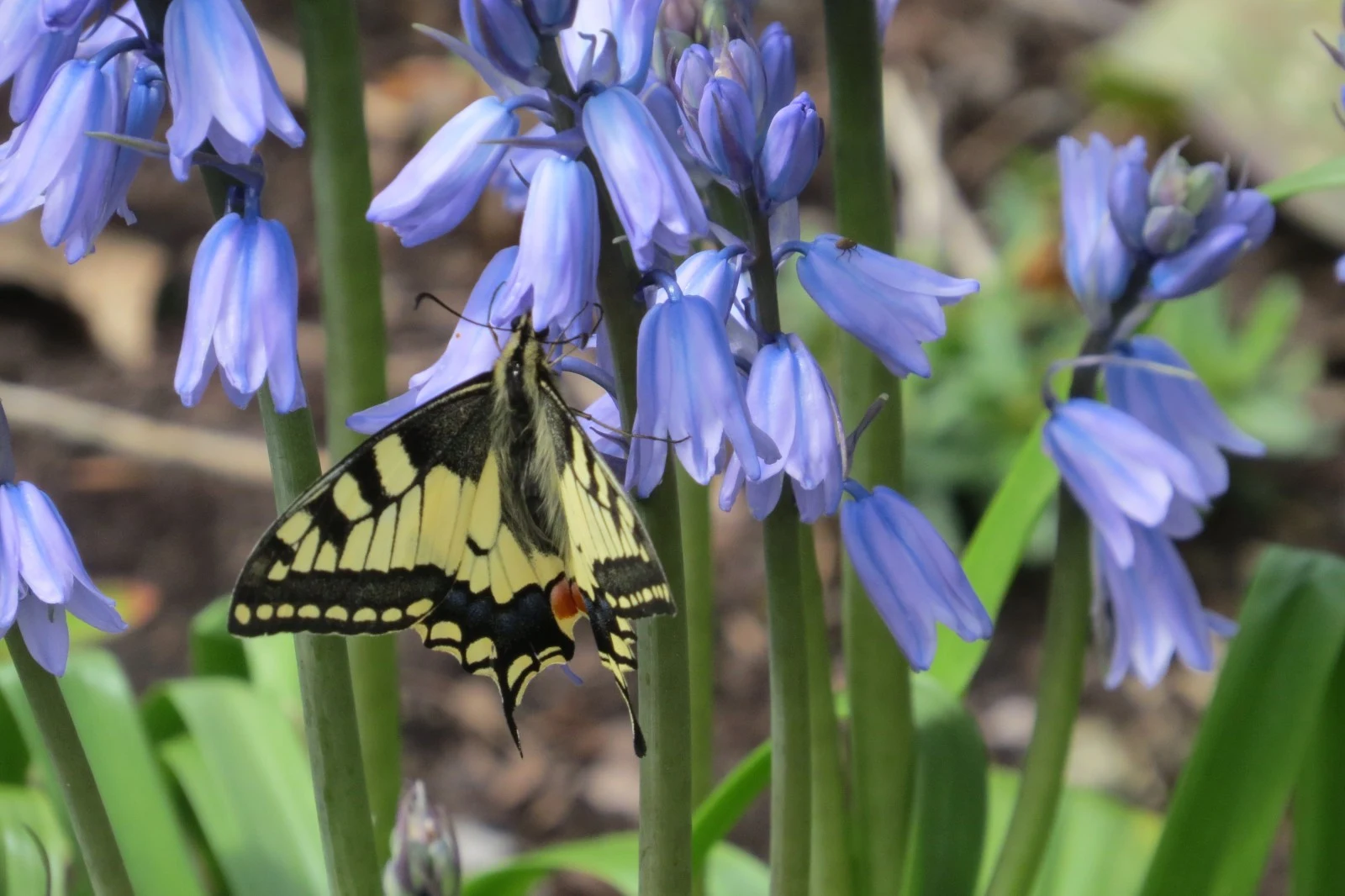 Swallowtail butterfly on Bluebell flowers, Germany — photo by Adam Prugel-Bennett