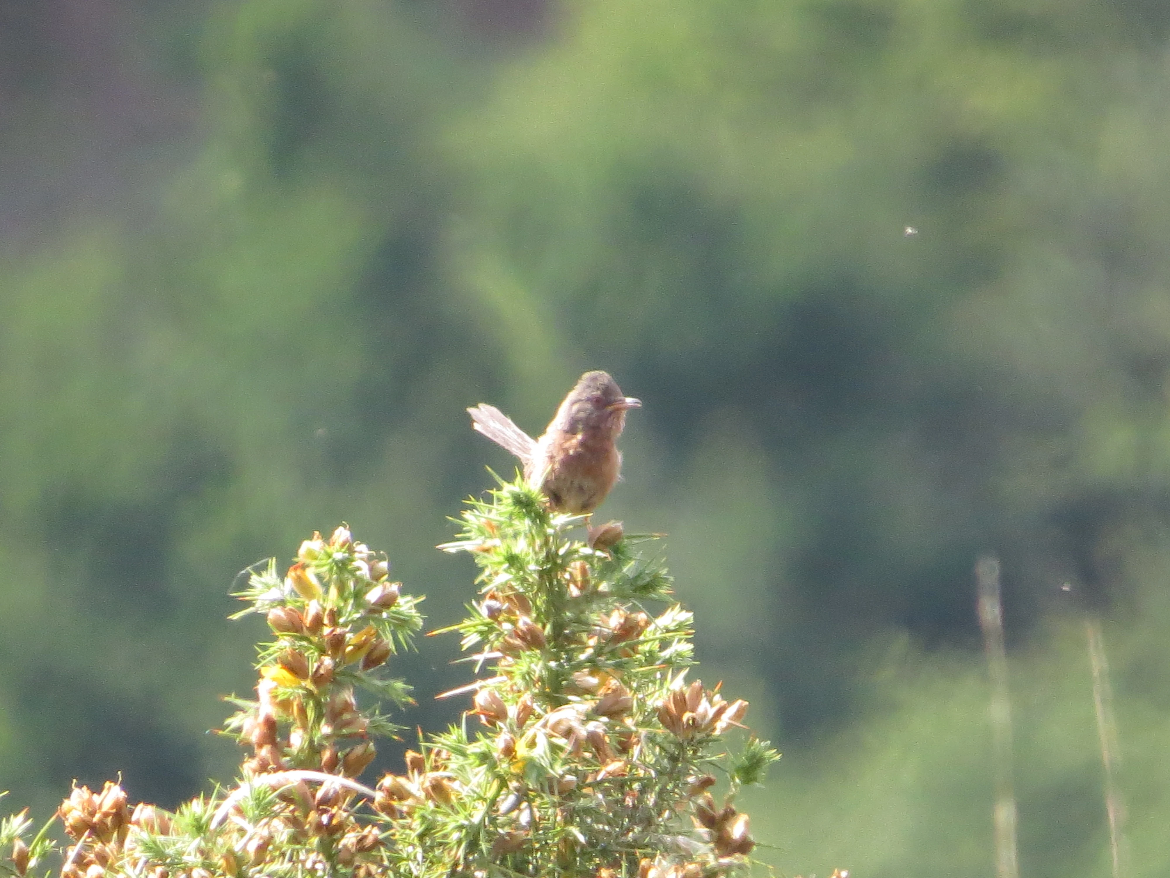 Dartford Warbler, Acres Down, Minstead, New Forest, UK — photo by Adam Prugel-Bennett