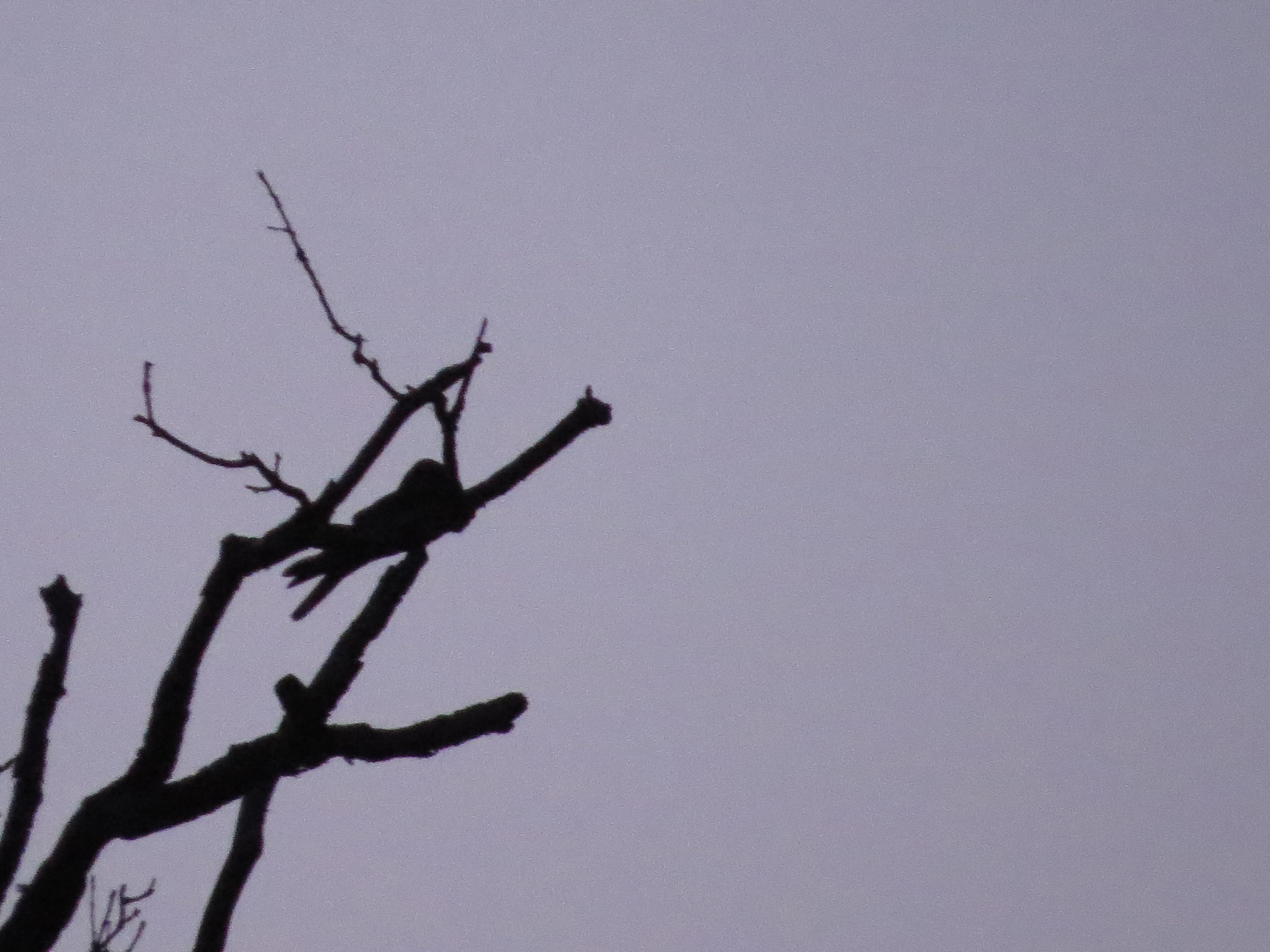 Nightjar, Acres Down, Minstead, New Forest, UK — photo by Adam Prugel-Bennett