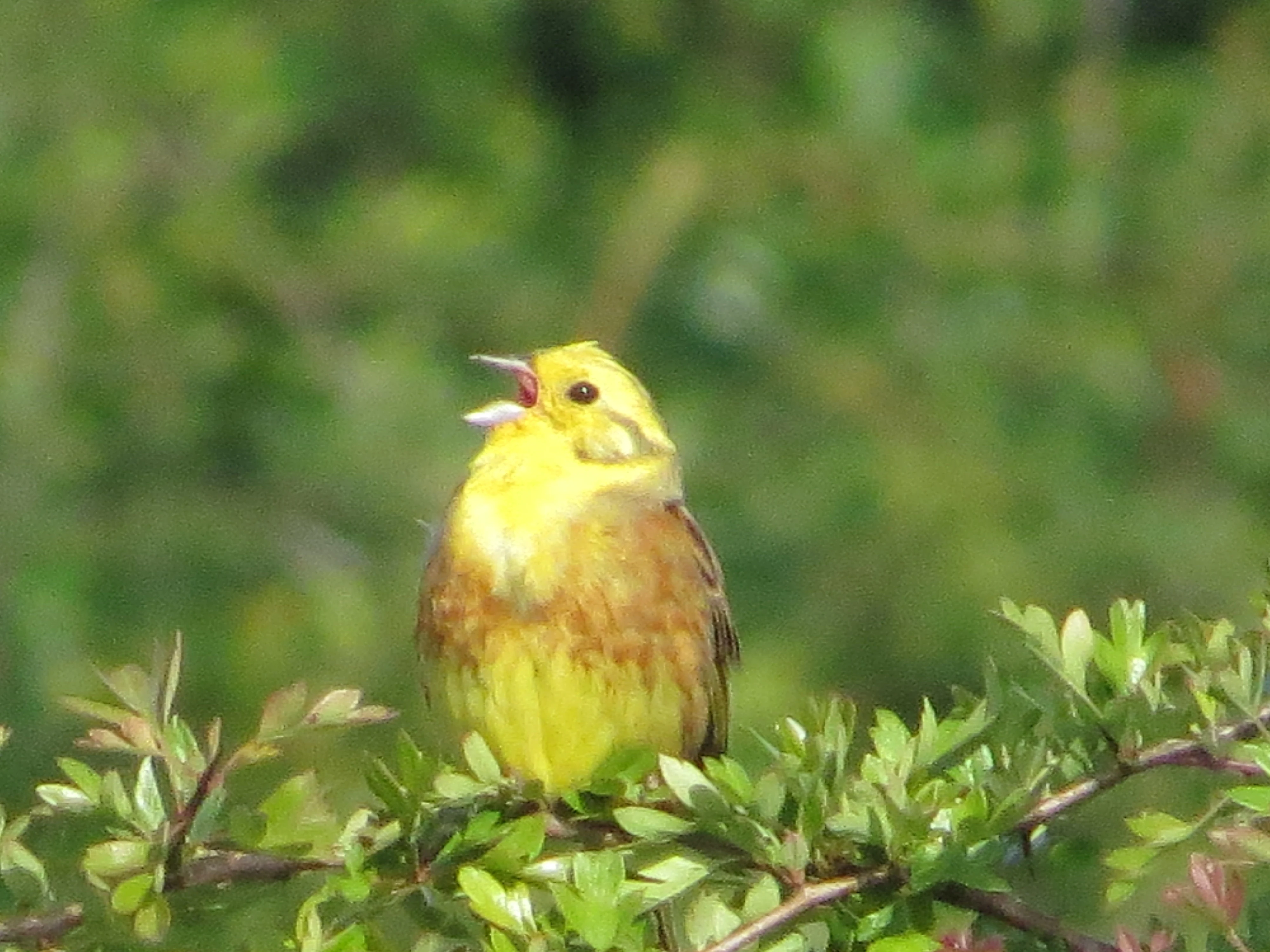 Yellowhammer, Martin Down, Martin, Hampshire, UK — photo by Adam Prugel-Bennett