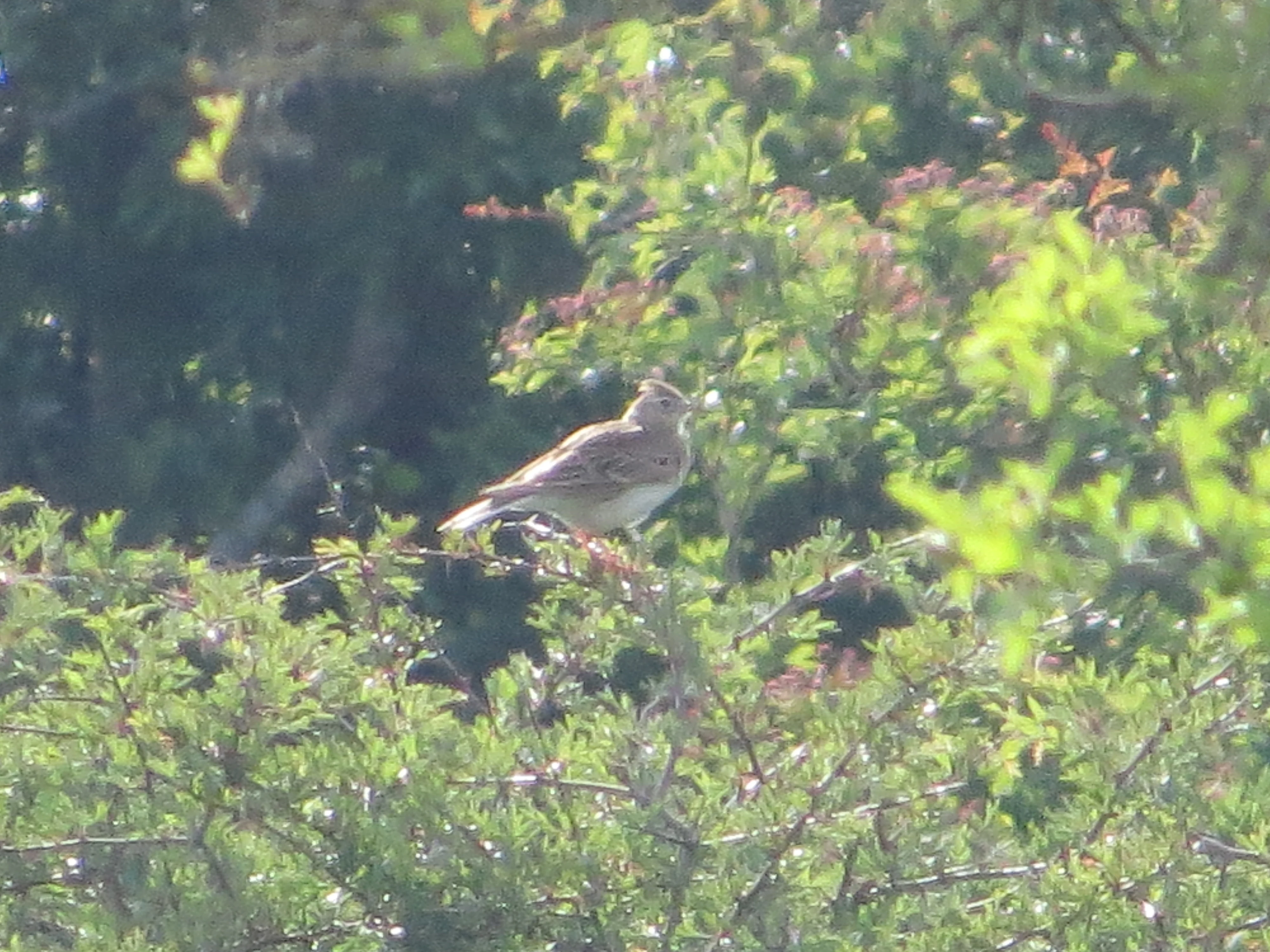 Skylark, Martin Down, Martin, Hampshire, UK — photo by Adam Prugel-Bennett