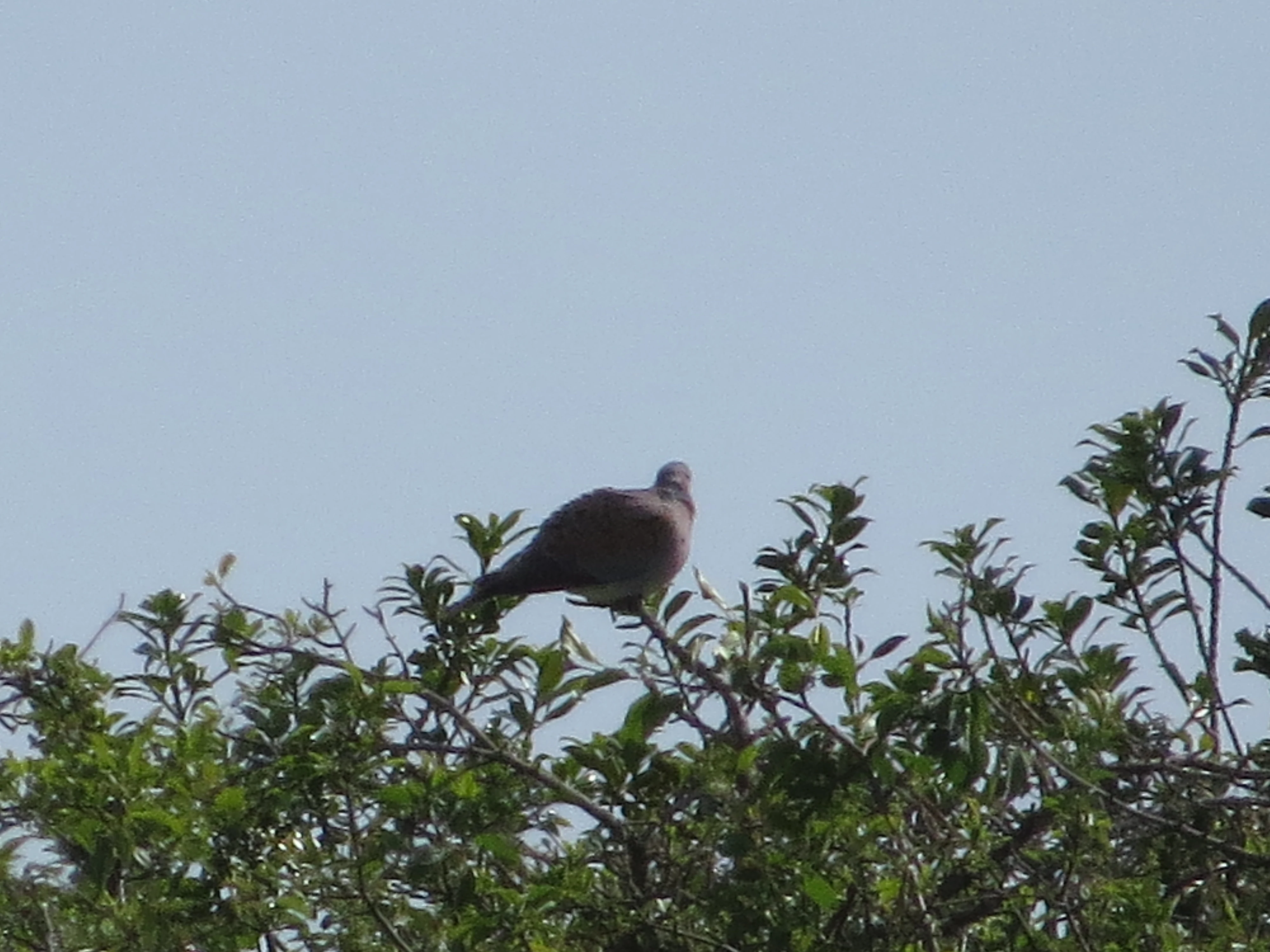 Turtle Dove, Martin Down, Martin, Hampshire, UK — photo by Adam Prugel-Bennett