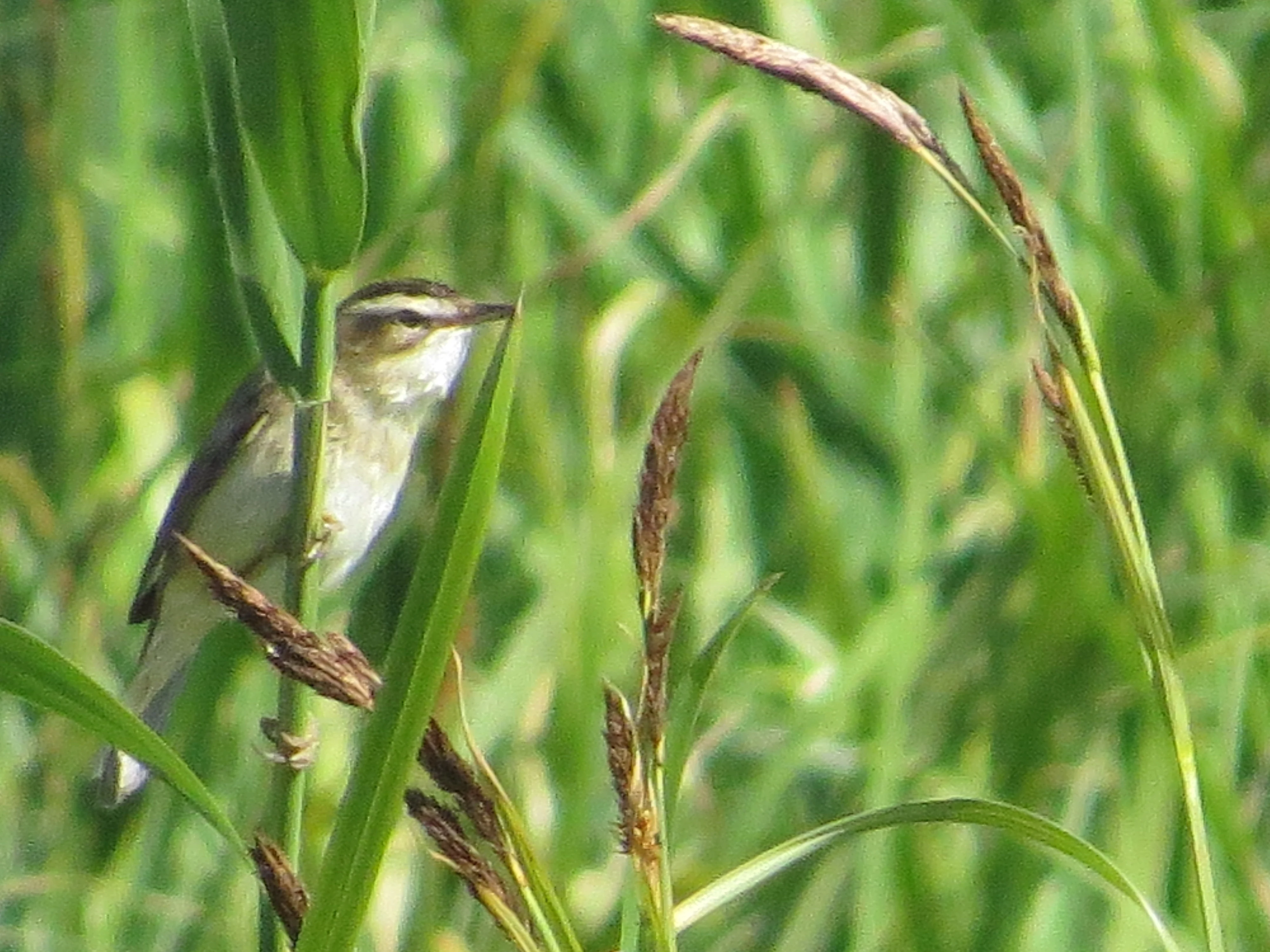 Sedge Warbler, Martin Down, Martin, Hampshire, UK — photo by Adam Prugel-Bennett