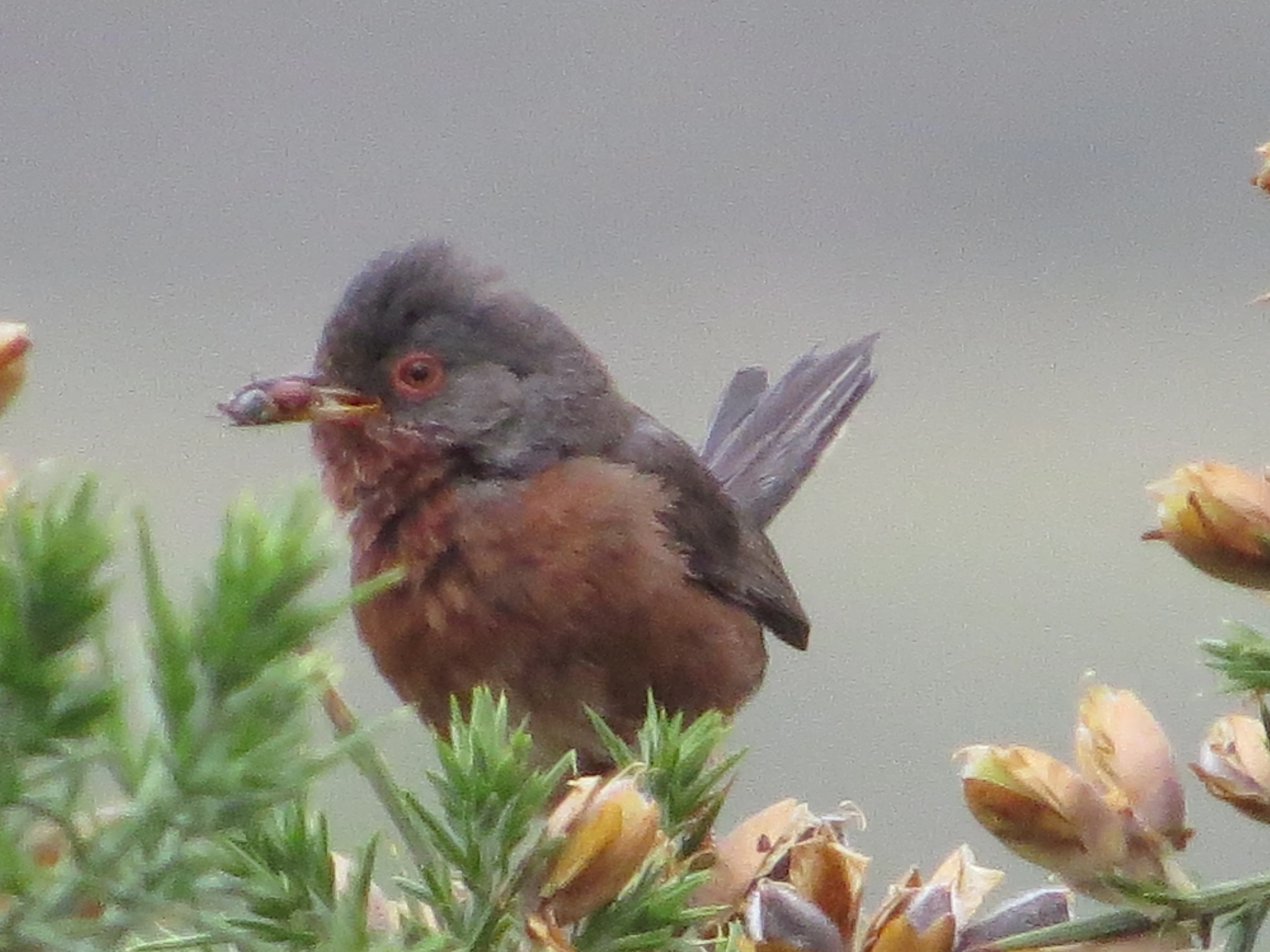 Dartford Warbler, New Forest, UK — photo by Adam Prugel-Bennett