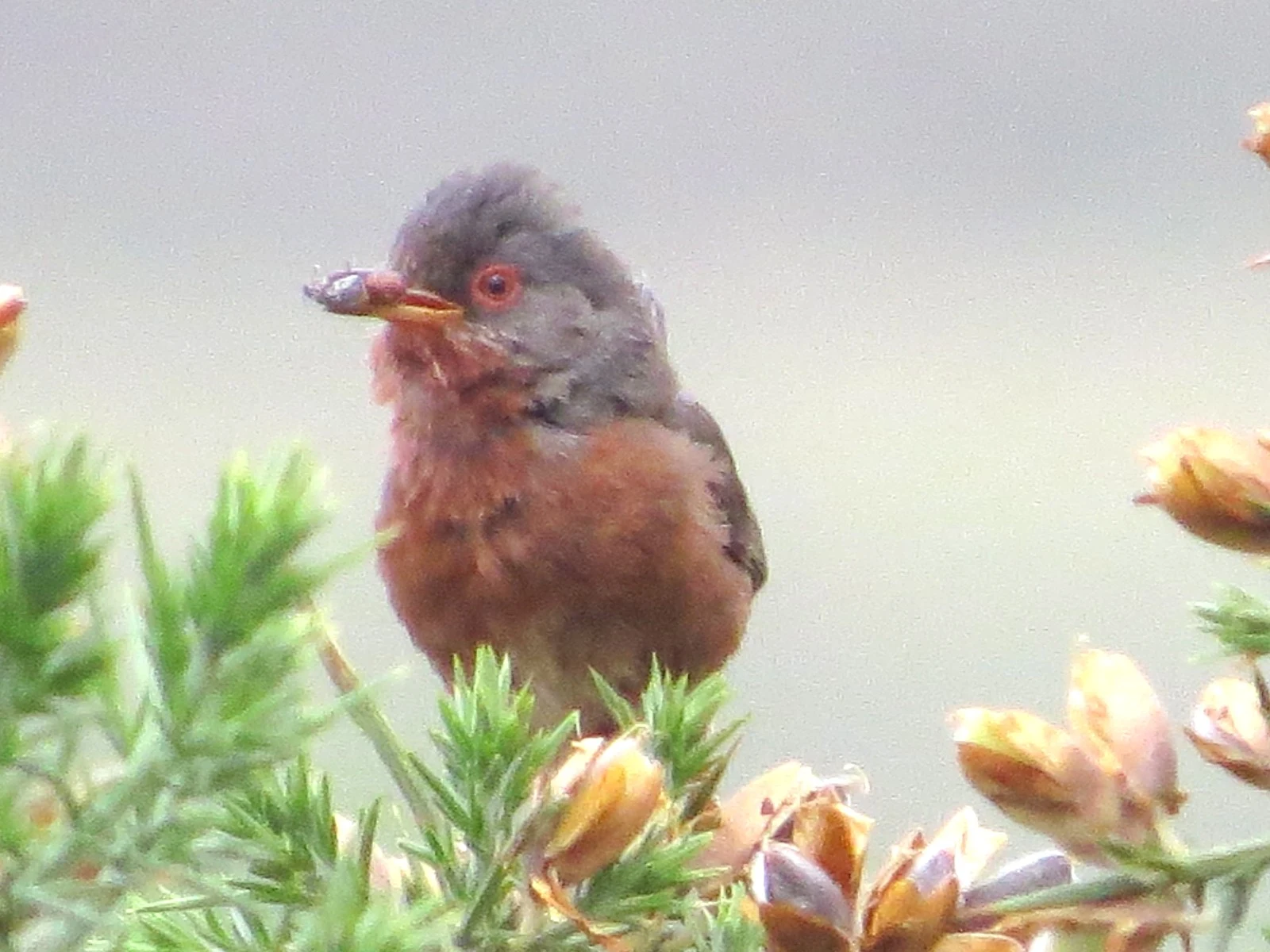 Dartford Warbler with insect in bill — photo by Adam Prugel-Bennett