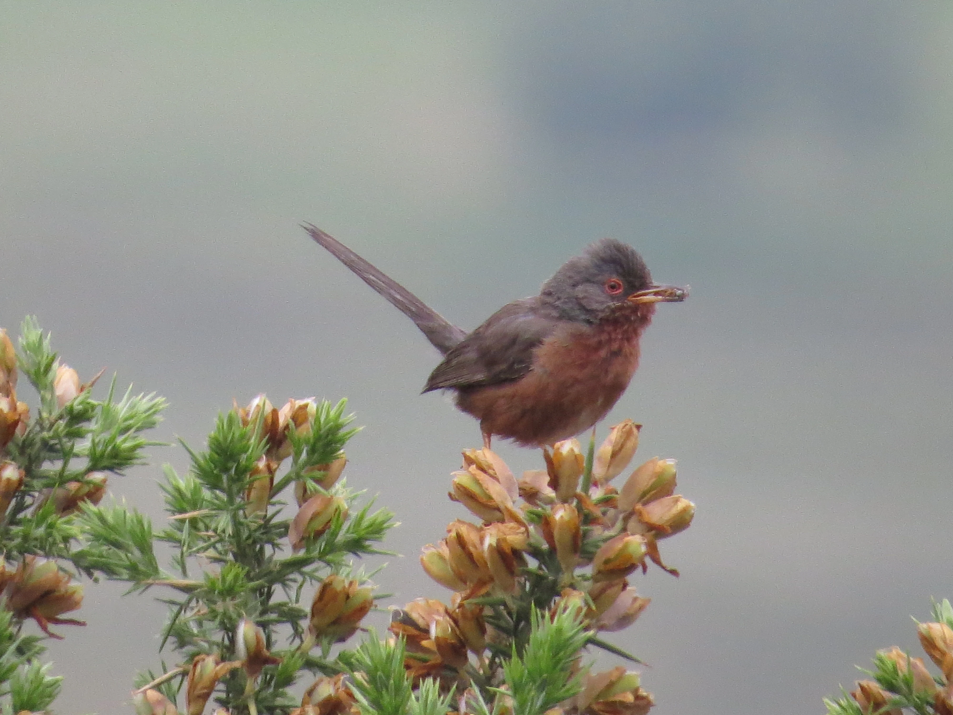 Dartford Warbler, New Forest, UK — photo by Adam Prugel-Bennett