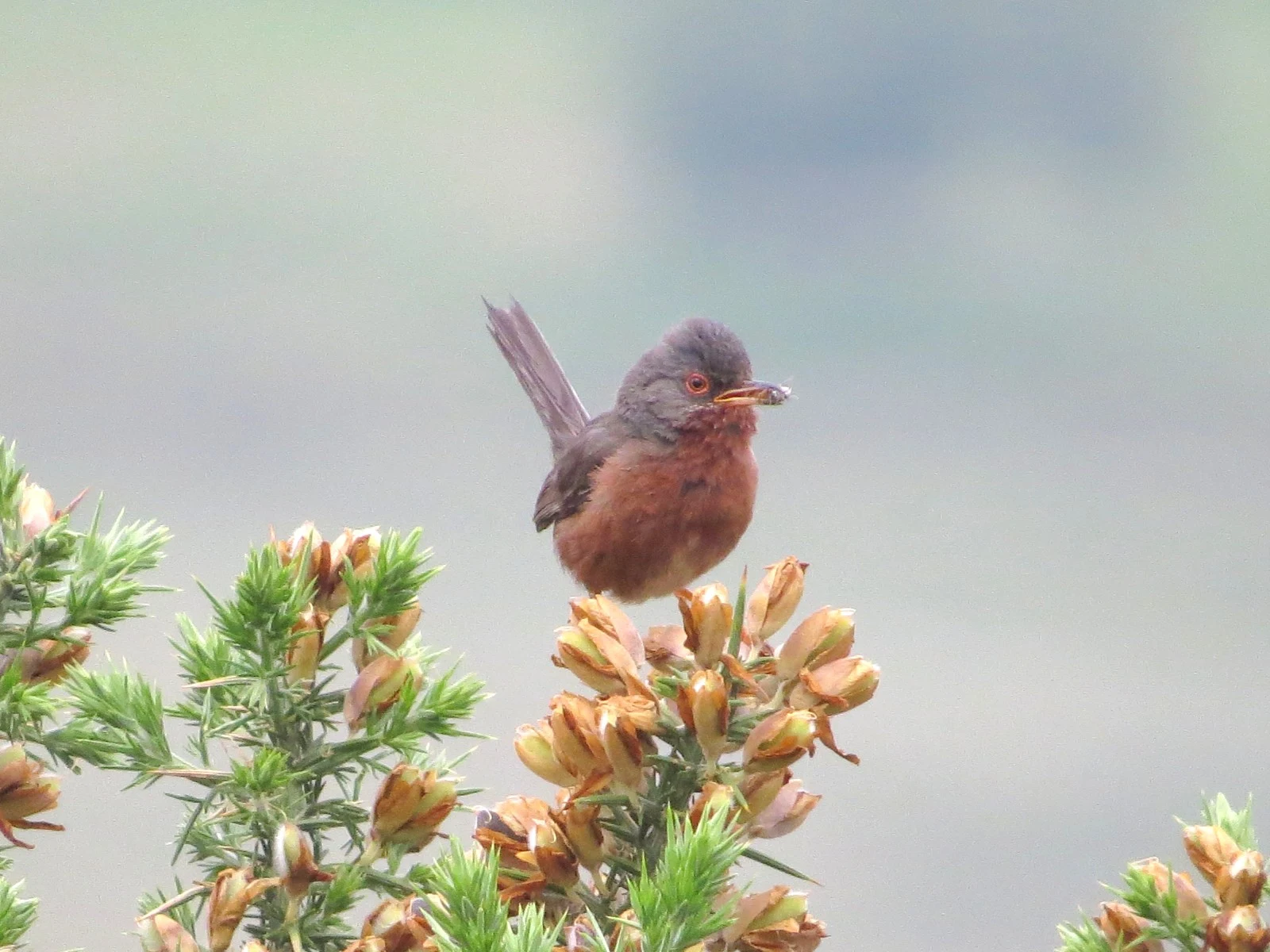 Dartford Warbler — photo by Adam Prugel-Bennett