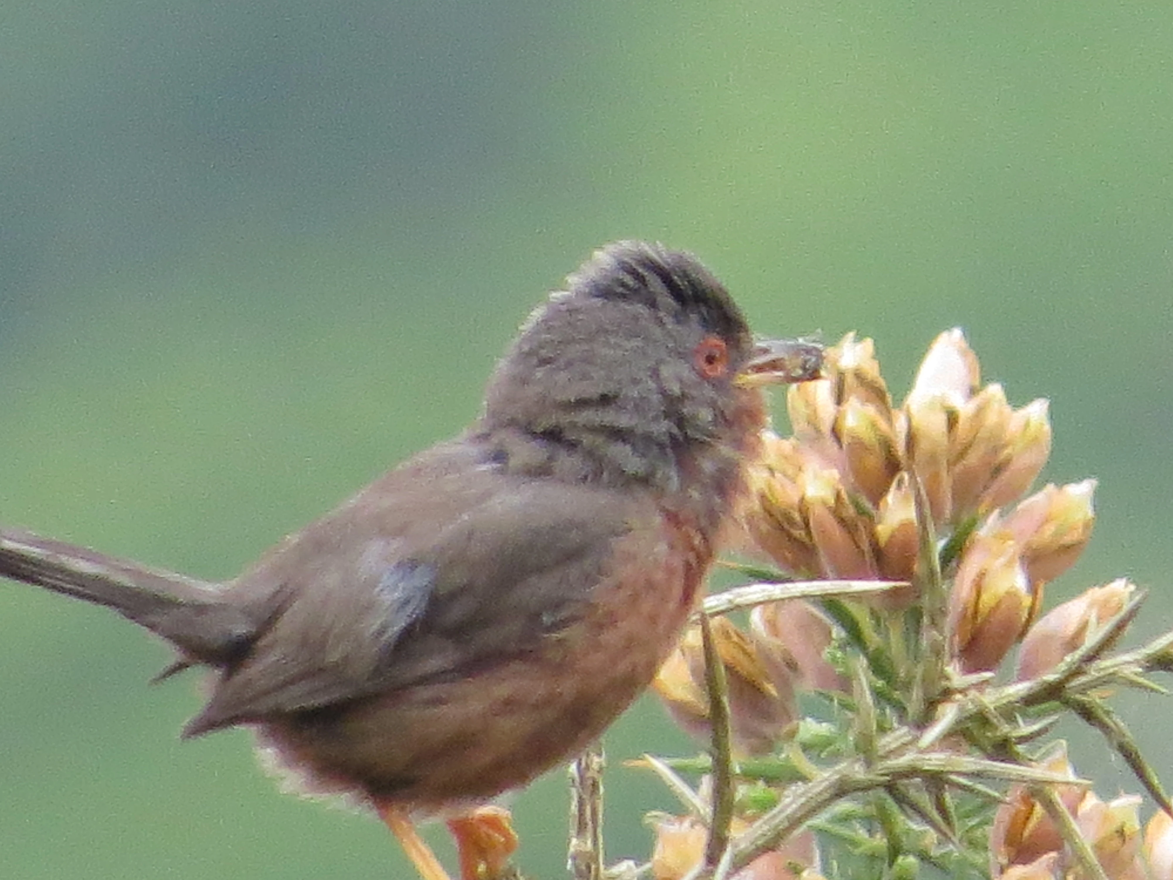 Dartford Warbler, New Forest, UK — photo by Adam Prugel-Bennett