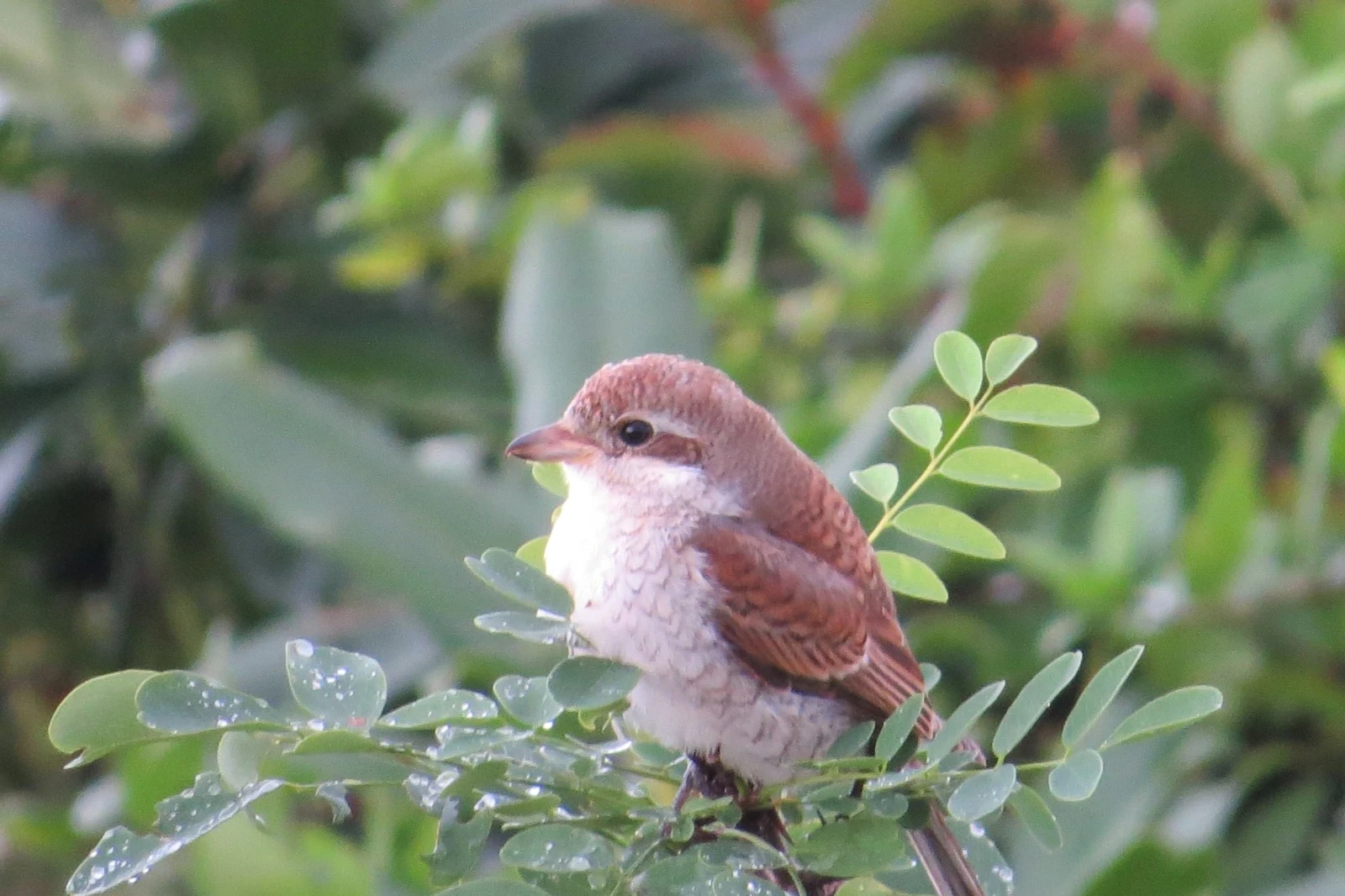 Red-backed Shrike, Georgia — photo by Adam Prugel-Bennett