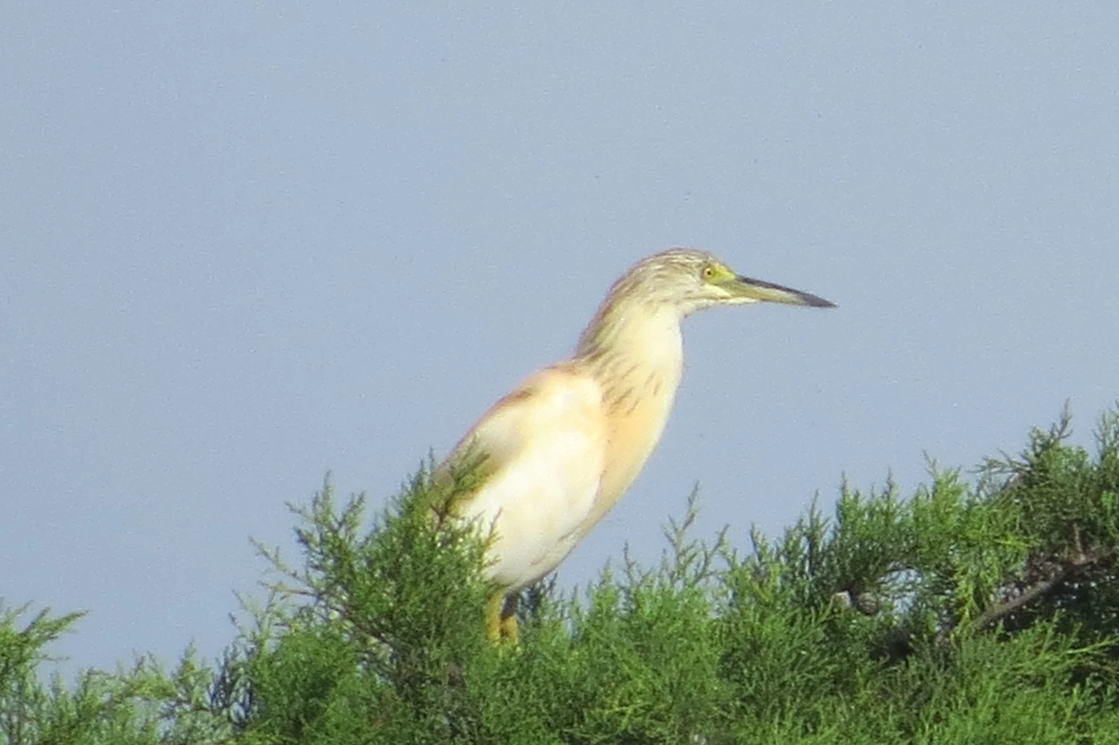 Squacco Heron, Georgia — photo by Adam Prugel-Bennett