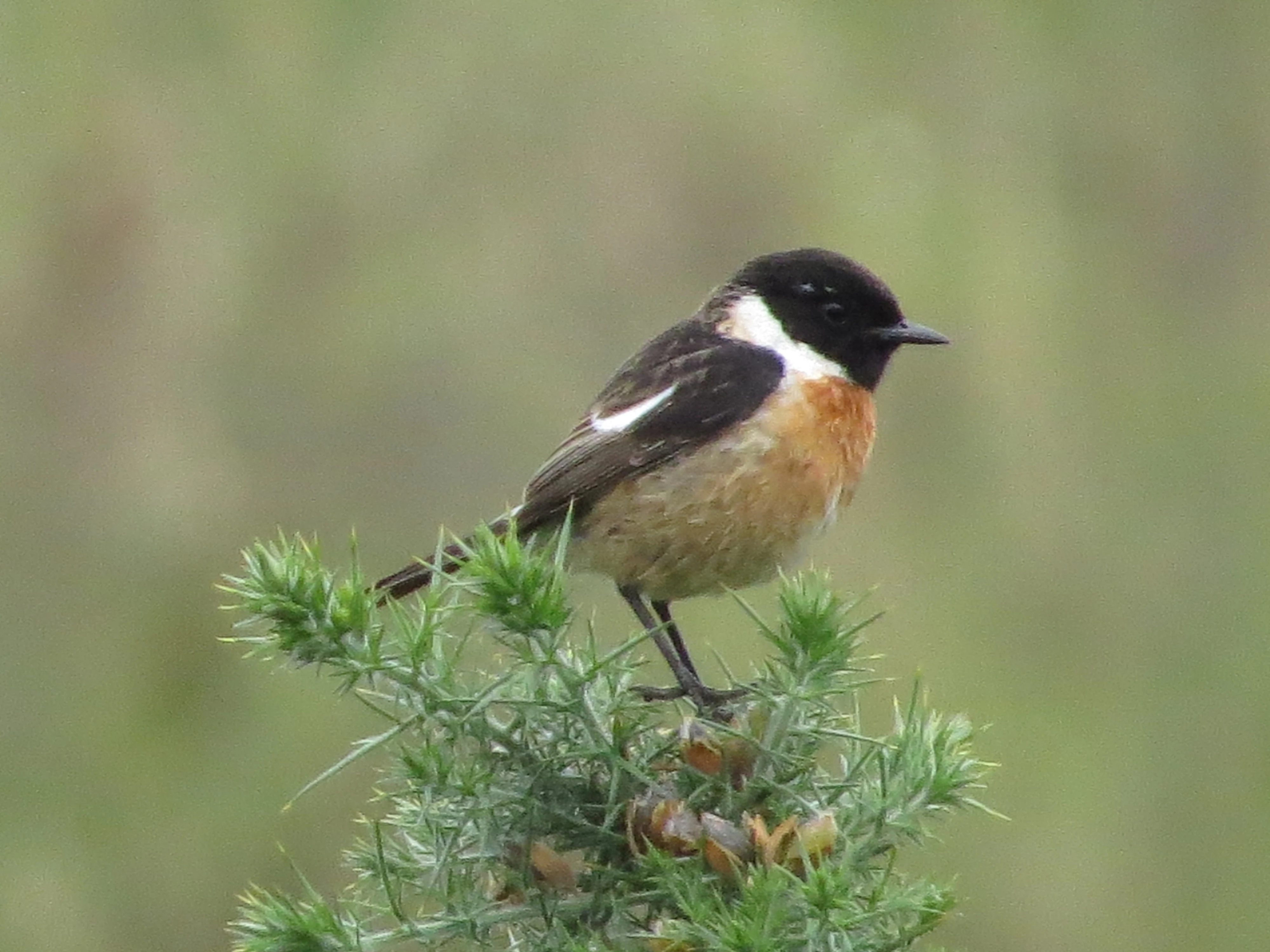 Stonechat, New Forest, UK — photo by Adam Prugel-Bennett