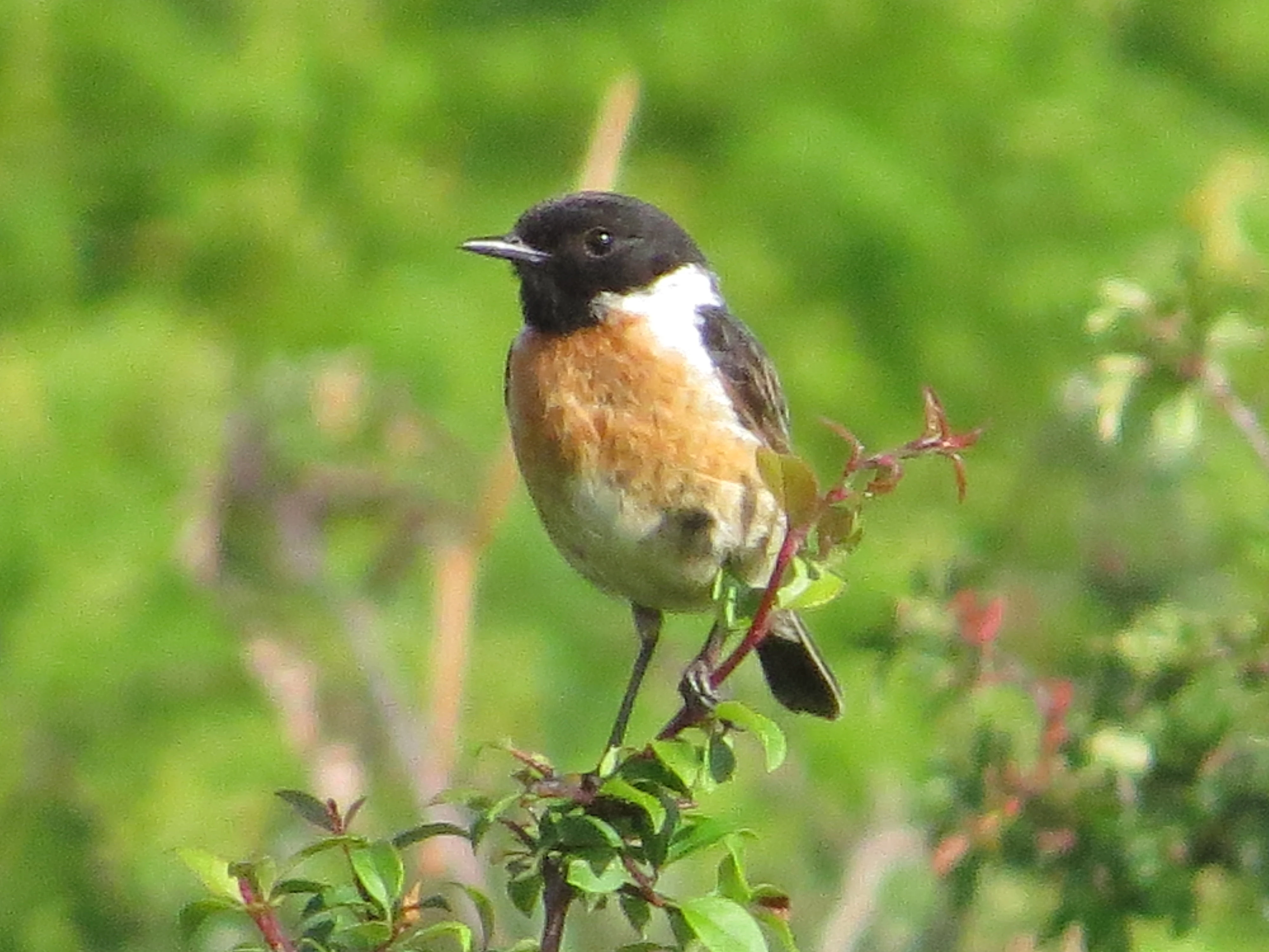Stonechat, New Forest, UK — photo by Adam Prugel-Bennett