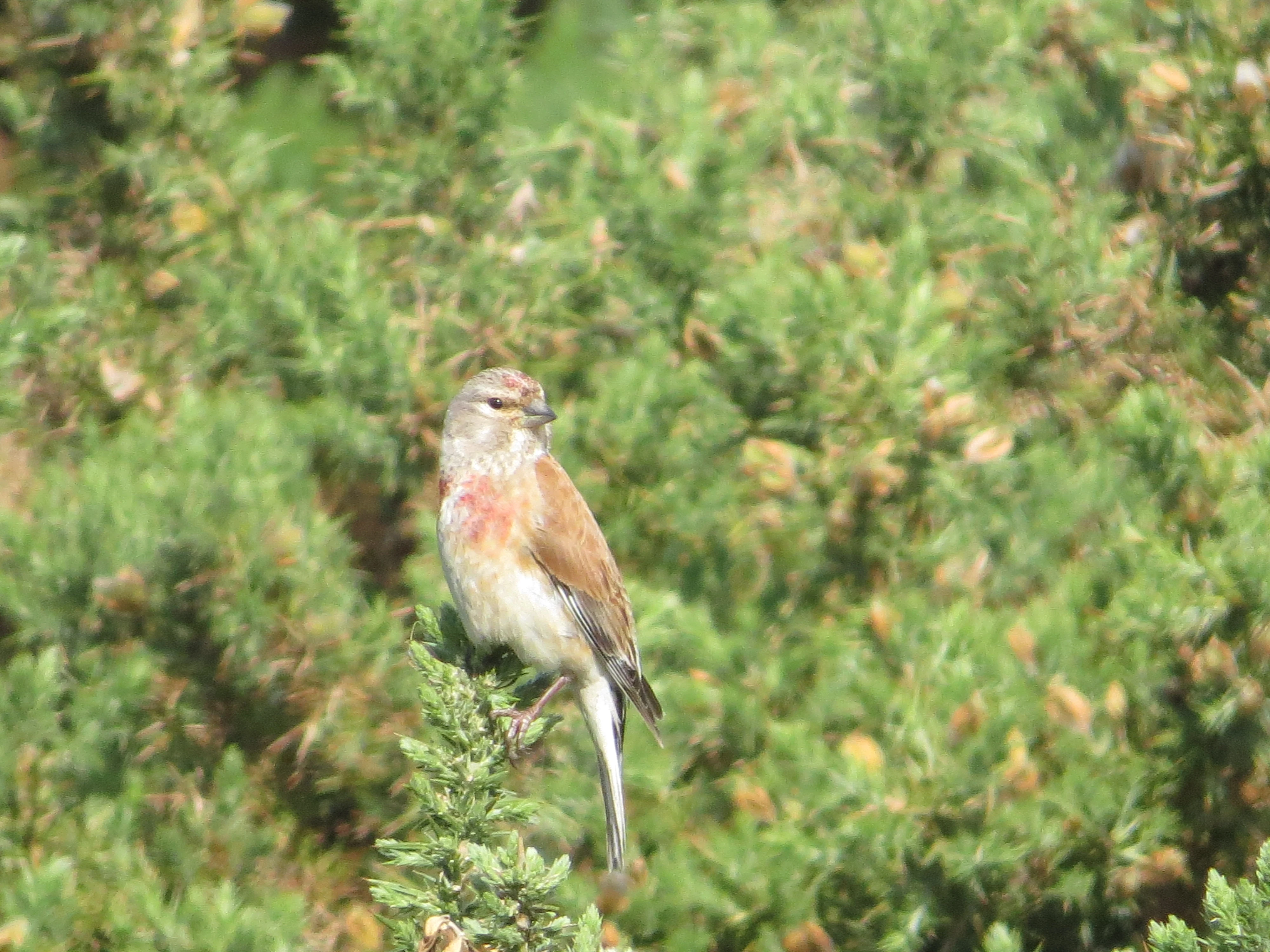 Linnet, Lymington, New Forest, UK — photo by Adam Prugel-Bennett