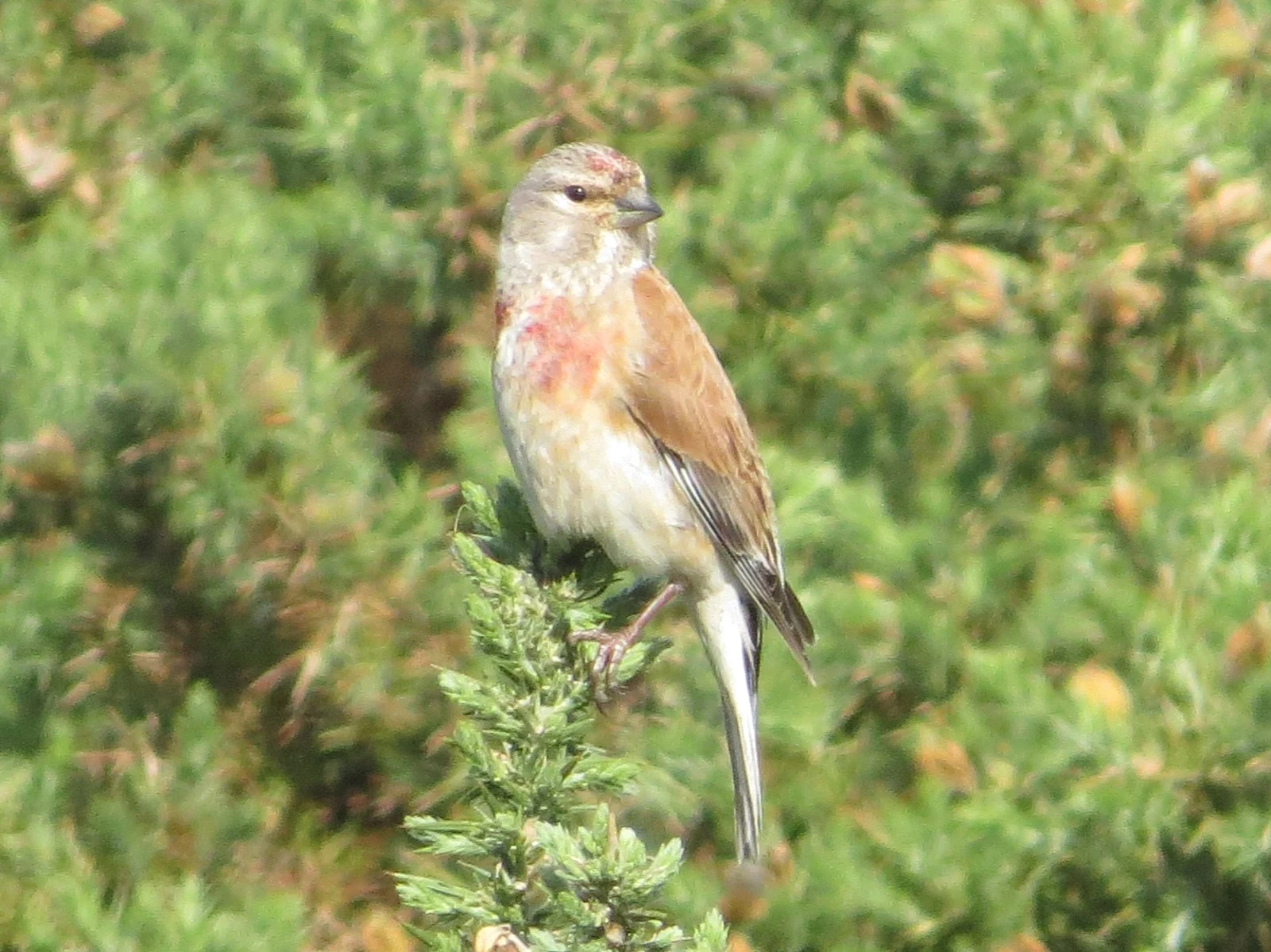 Linnet — photo by Adam Prugel-Bennett