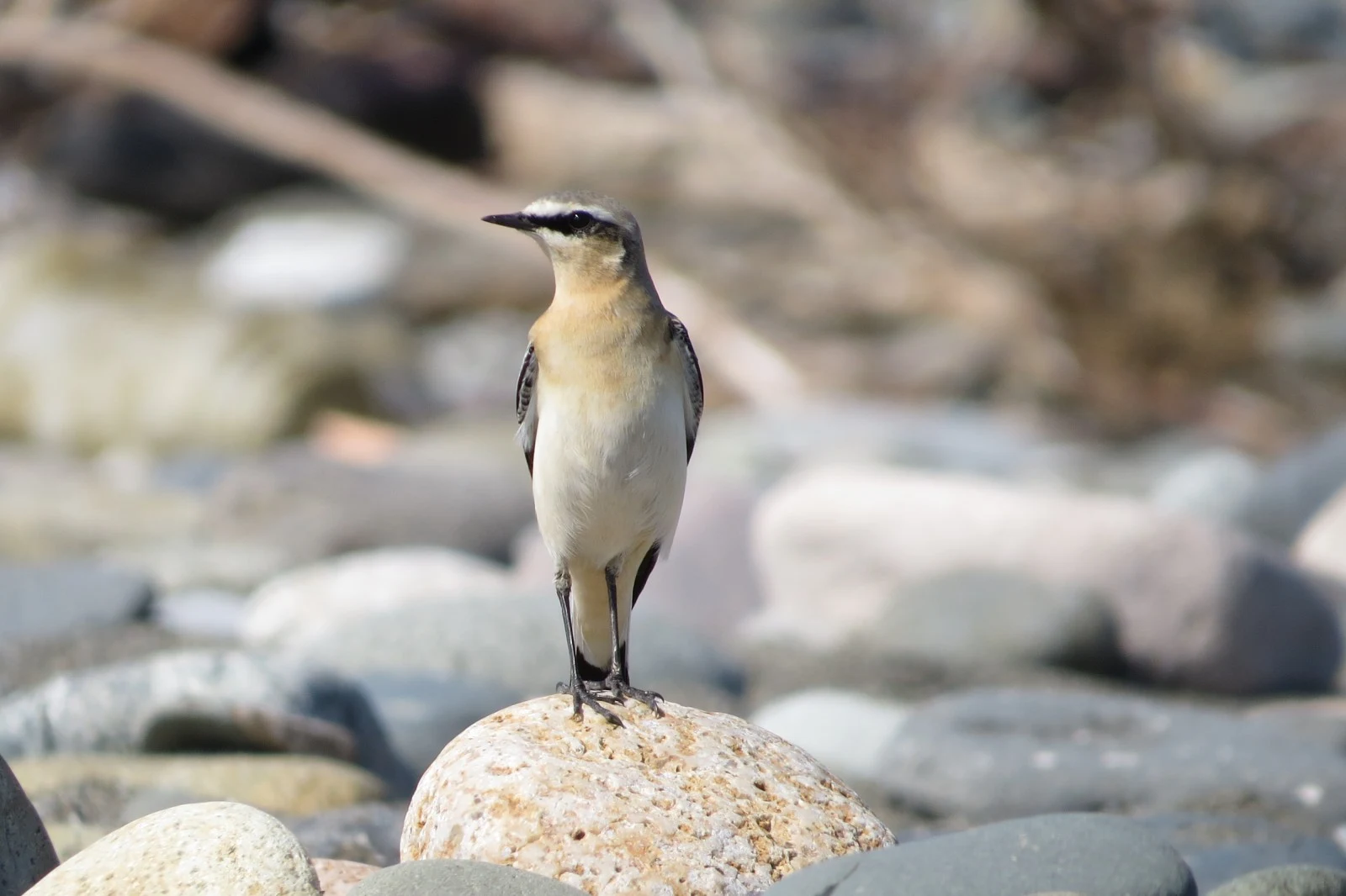 Northern Wheatear, Georgia — photo by Adam Prugel-Bennett