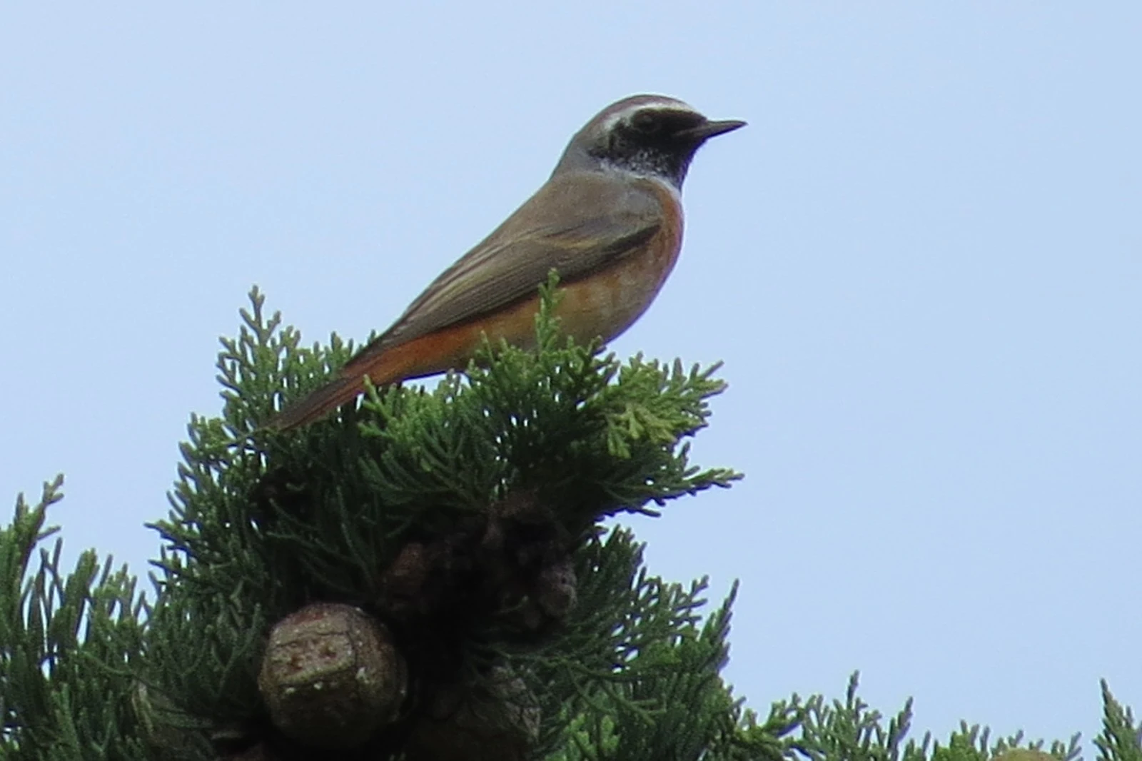 Common Redstart, Georgia — photo by Adam Prugel-Bennett