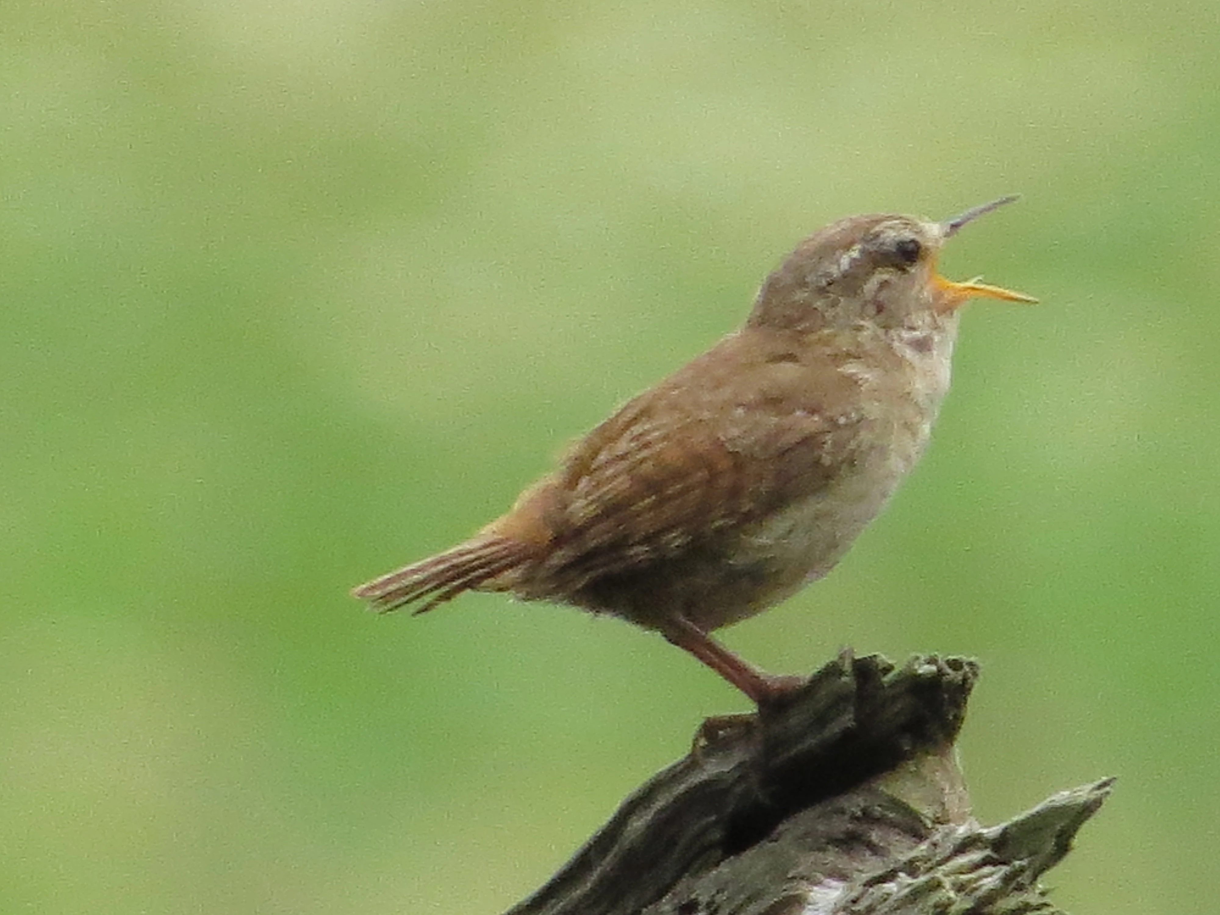 Wren, New Forest, UK — photo by Adam Prugel-Bennett