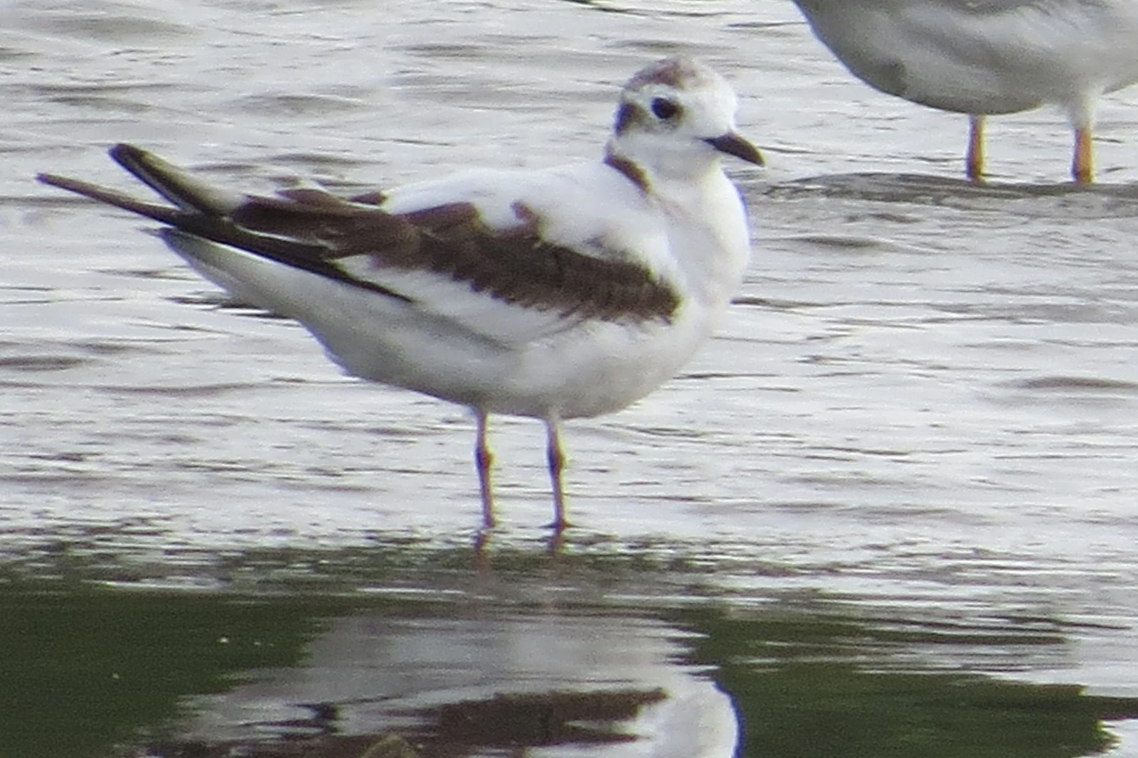 Black-headed Gull (juvenile), Georgia — photo by Adam Prugel-Bennett