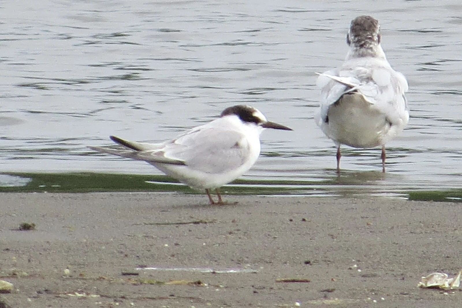 Tern, Georgia — photo by Adam Prugel-Bennett