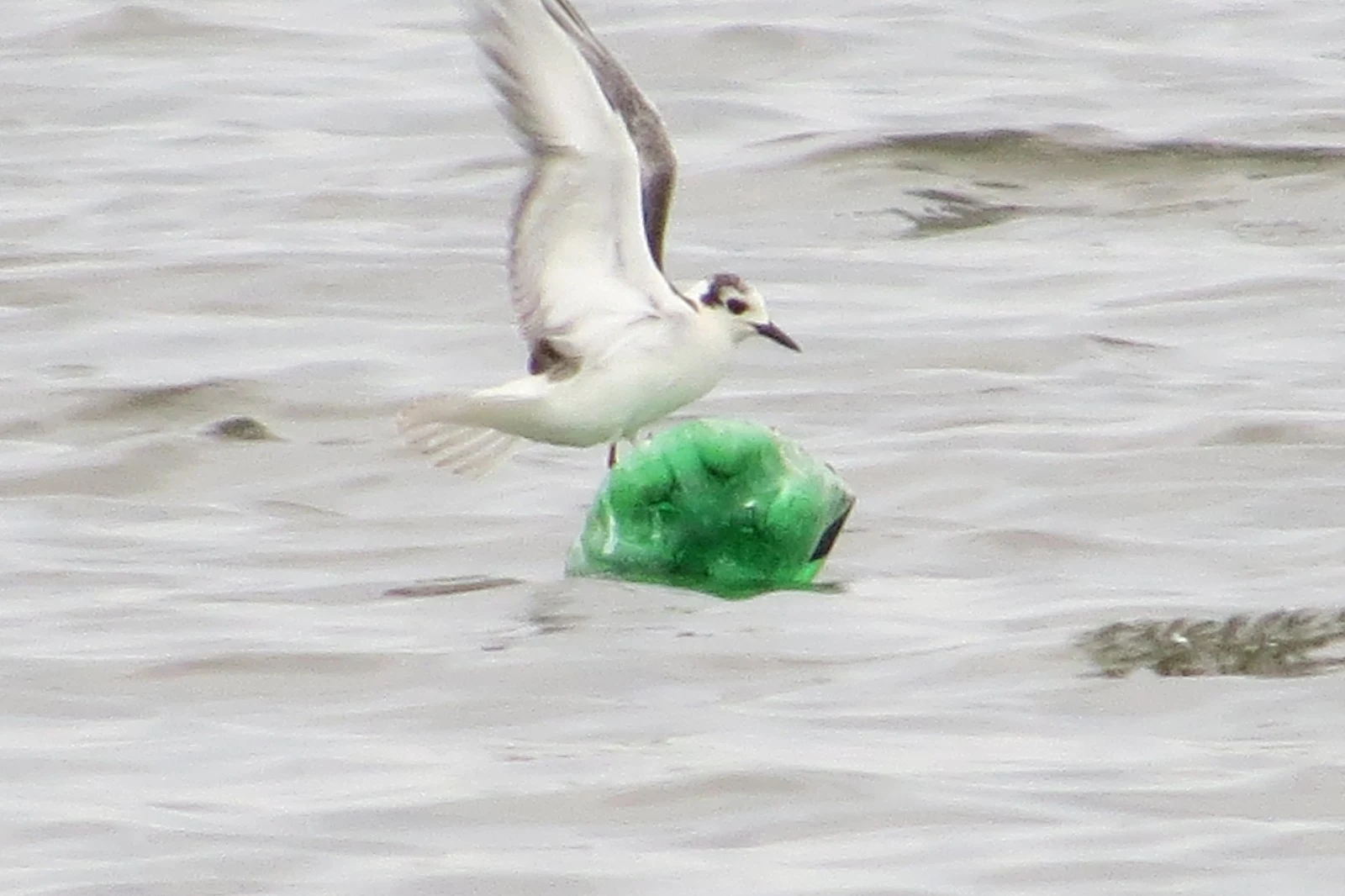 Little gull, Georgia — photo by Adam Prugel-Bennett