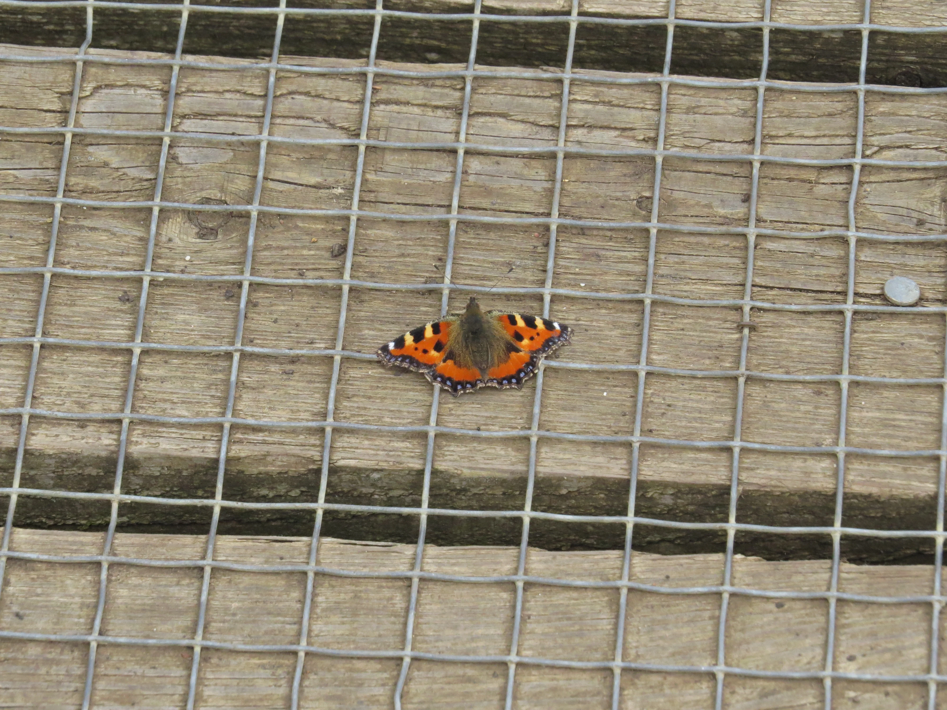 Small Tortoiseshell, Lower Test, Totton, New Forest, UK — photo by Adam Prugel-Bennett
