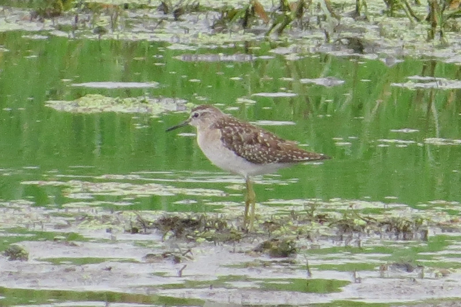 Wood Sandpiper, Georgia — photo by Adam Prugel-Bennett