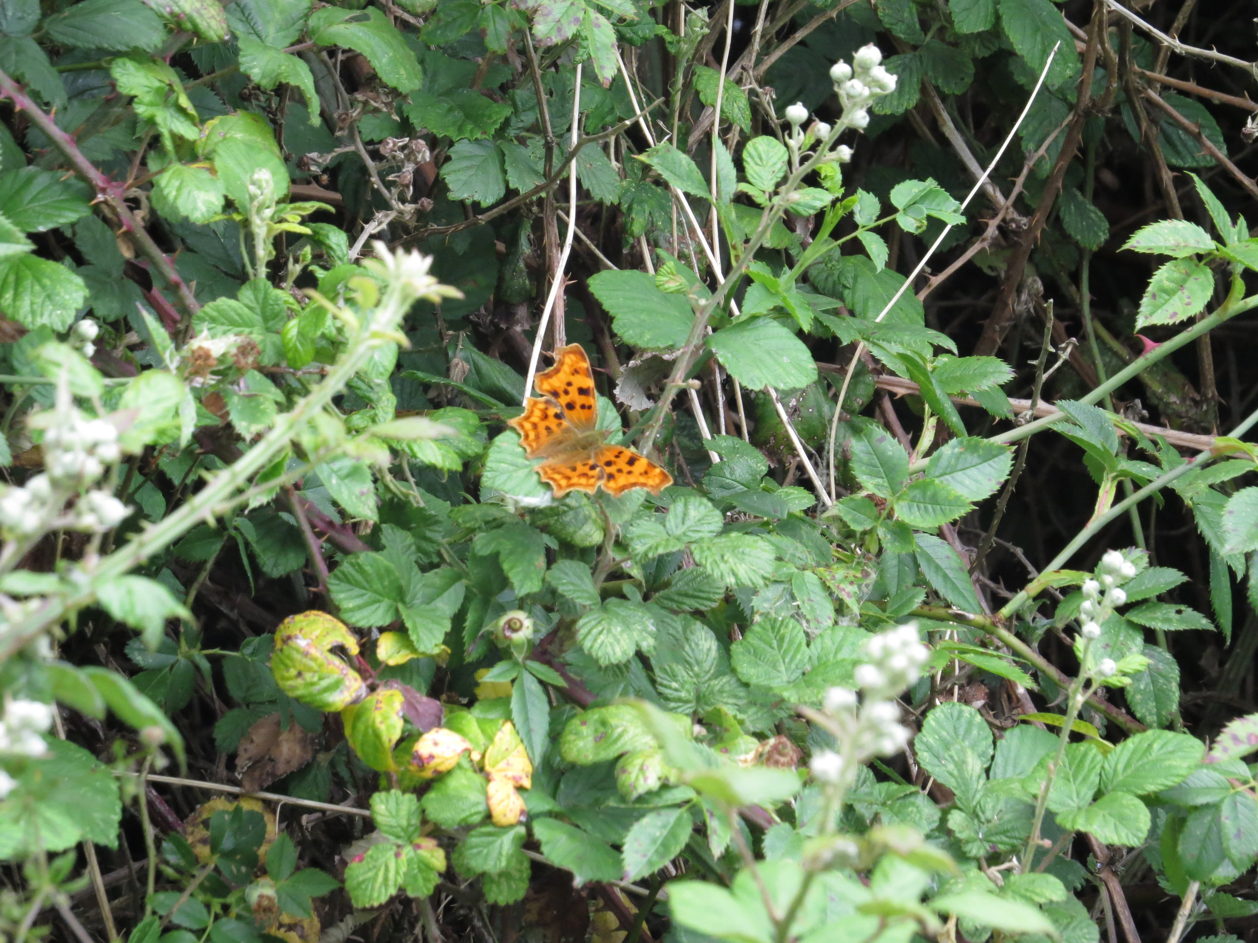Comma, Lower Test, Totton, New Forest, UK — photo by Adam Prugel-Bennett