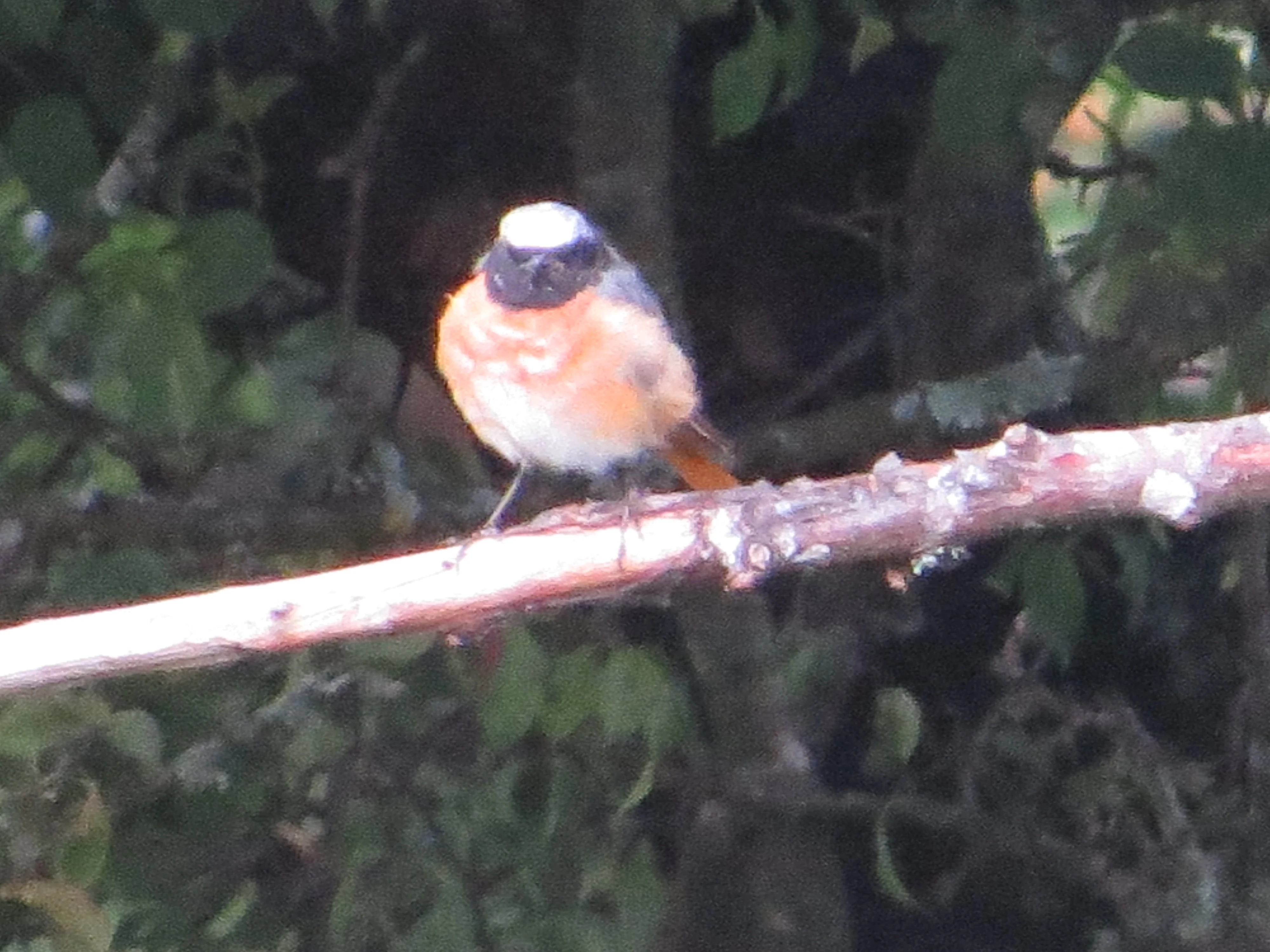 Common Redstart, New Forest, UK — photo by Adam Prugel-Bennett