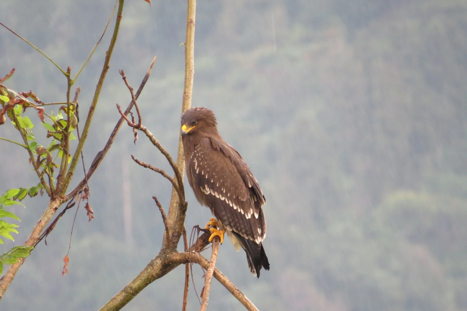 Lesser-spotted eagle, Georgia — photo by Adam Prugel-Bennett