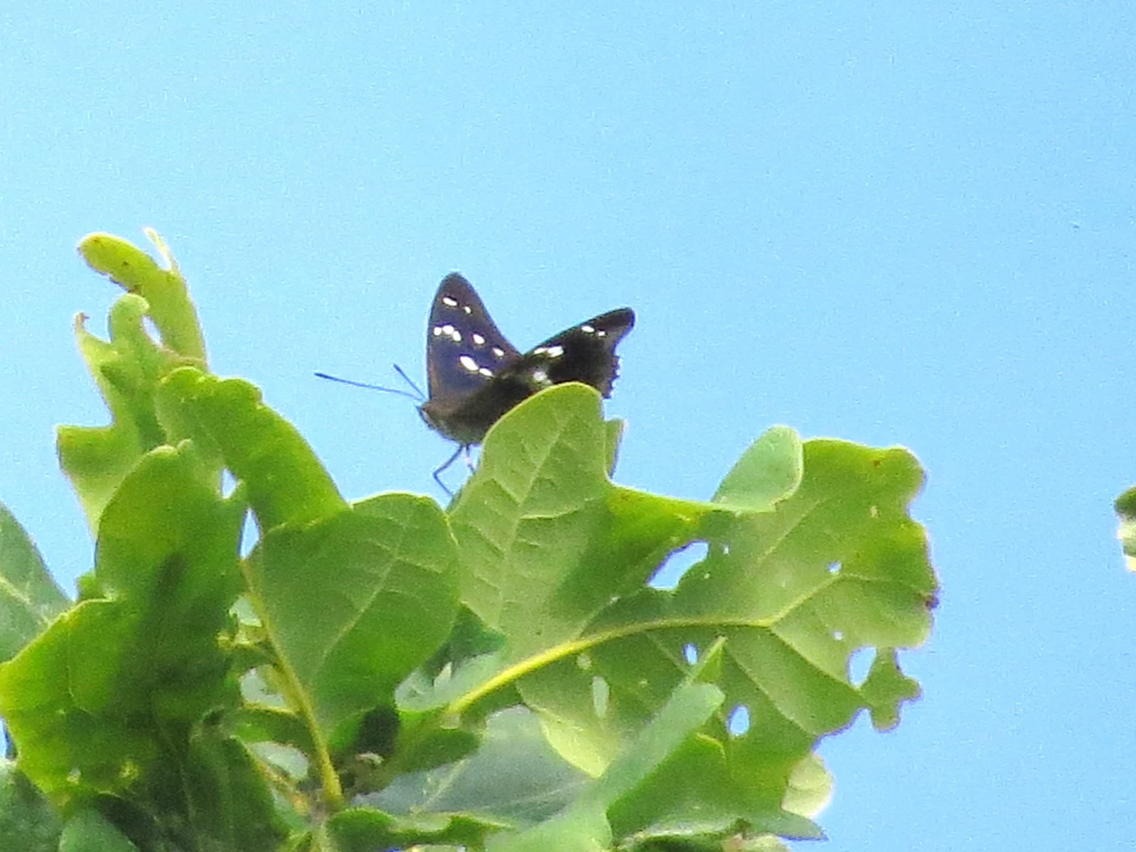 Purple Emperor — photo by Adam Prugel-Bennett