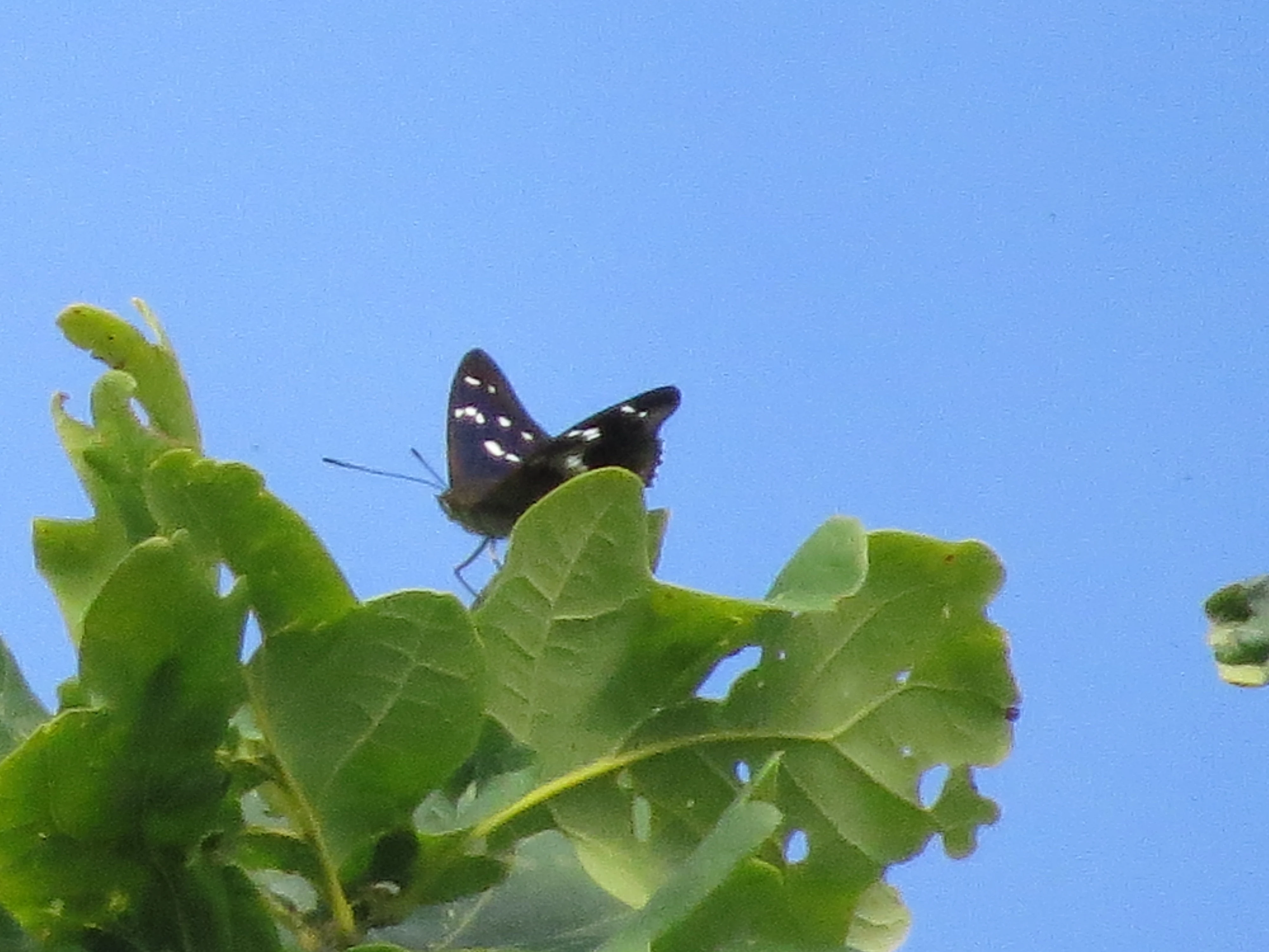 Purple Emperor, Bentley Wood, West Dean, Wiltshire, UK — photo by Adam Prugel-Bennett