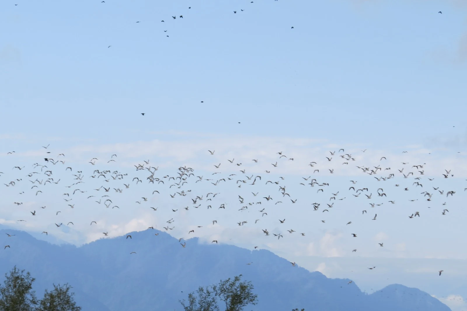 Flock of birds, Georgia — photo by Adam Prugel-Bennett