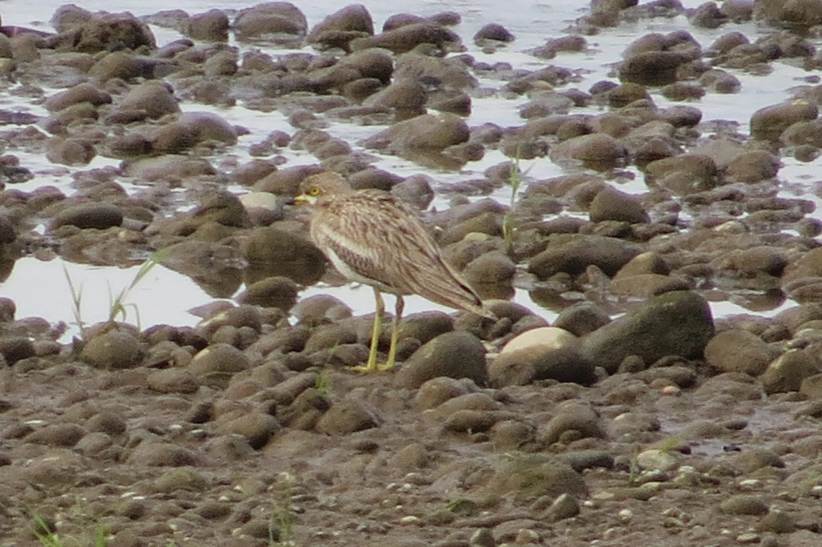 Eurasian Stone-curlew, Georgia — photo by Adam Prugel-Bennett