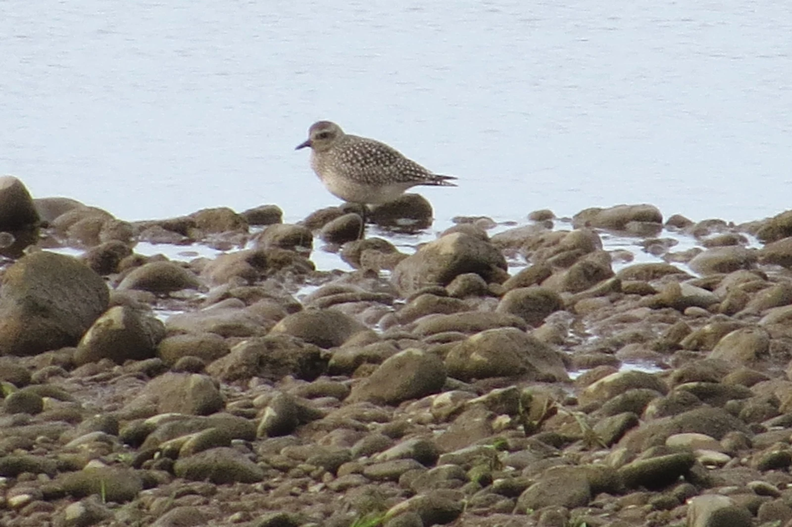 Gray Plover, Georgia — photo by Adam Prugel-Bennett