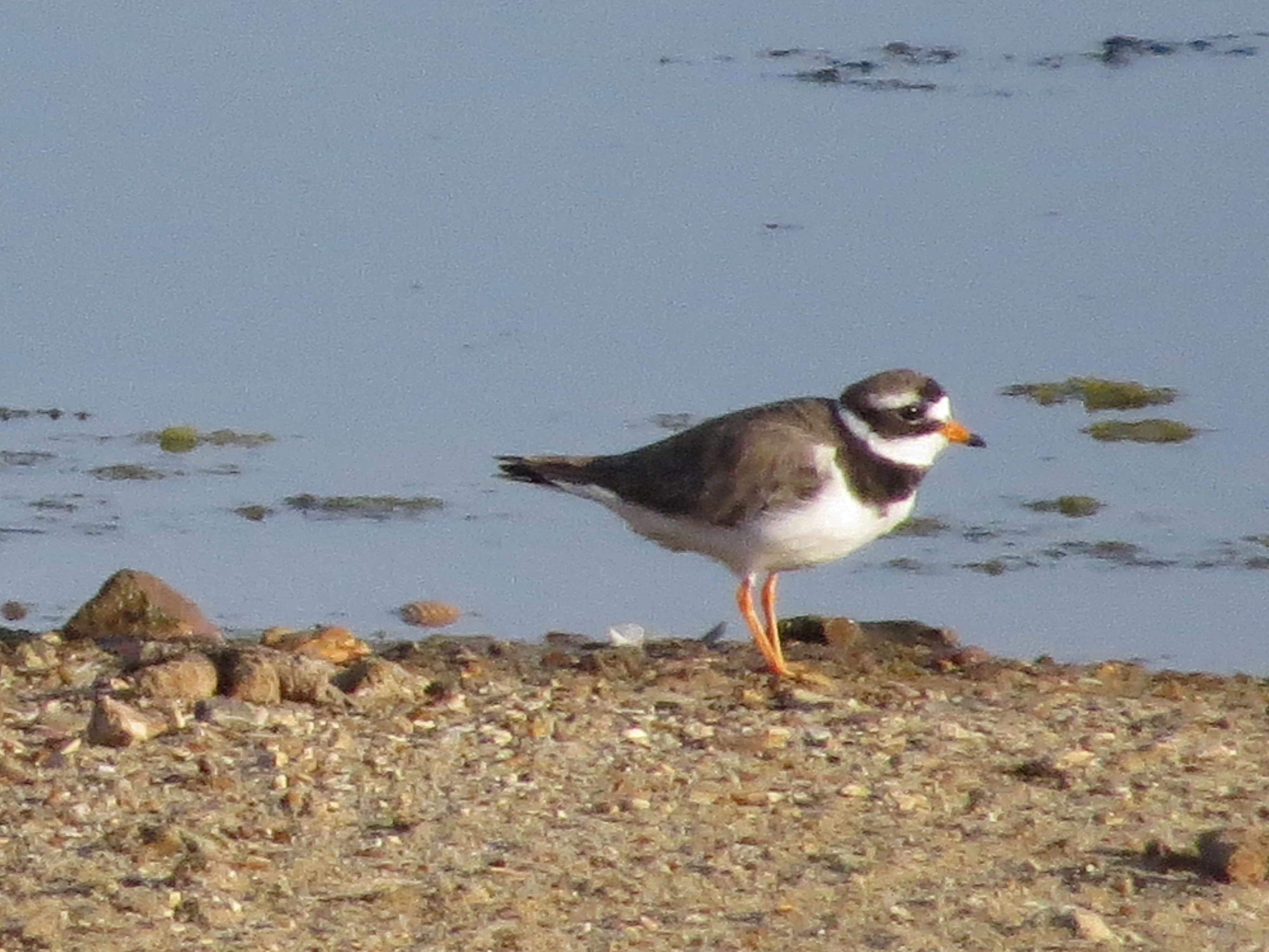 Ringed Plover, Lymington, New Forest, UK — photo by Adam Prugel-Bennett