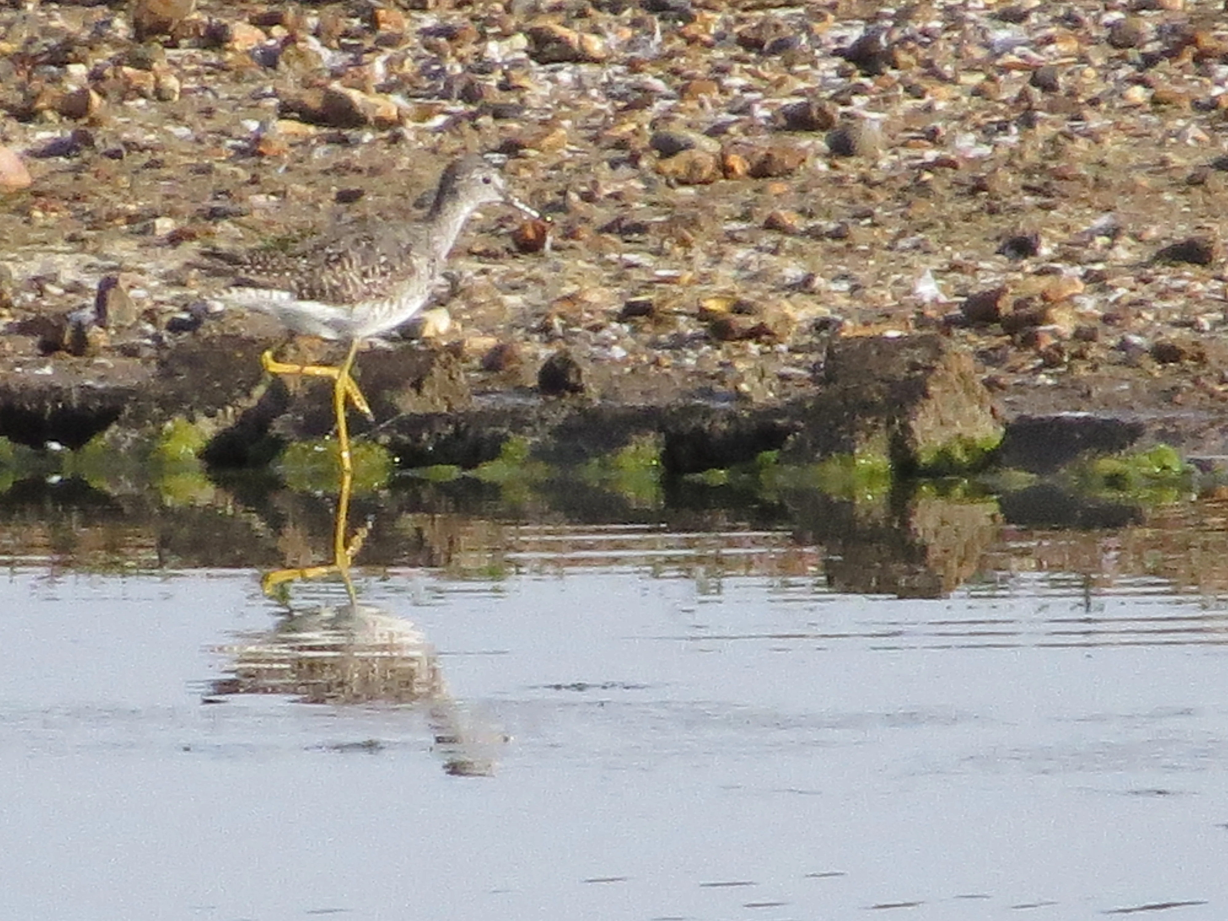 Lesser Yellowlegs, Lymington, New Forest, UK — photo by Adam Prugel-Bennett