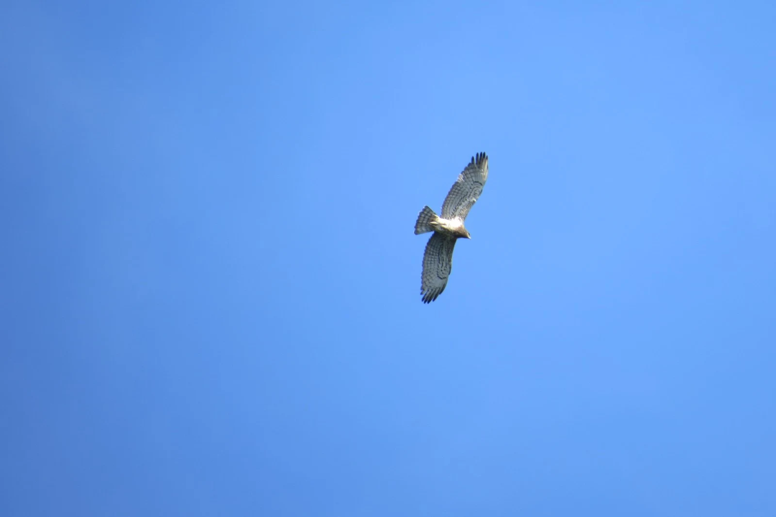 Short-toed snake eagle, Georgia — photo by Adam Prugel-Bennett