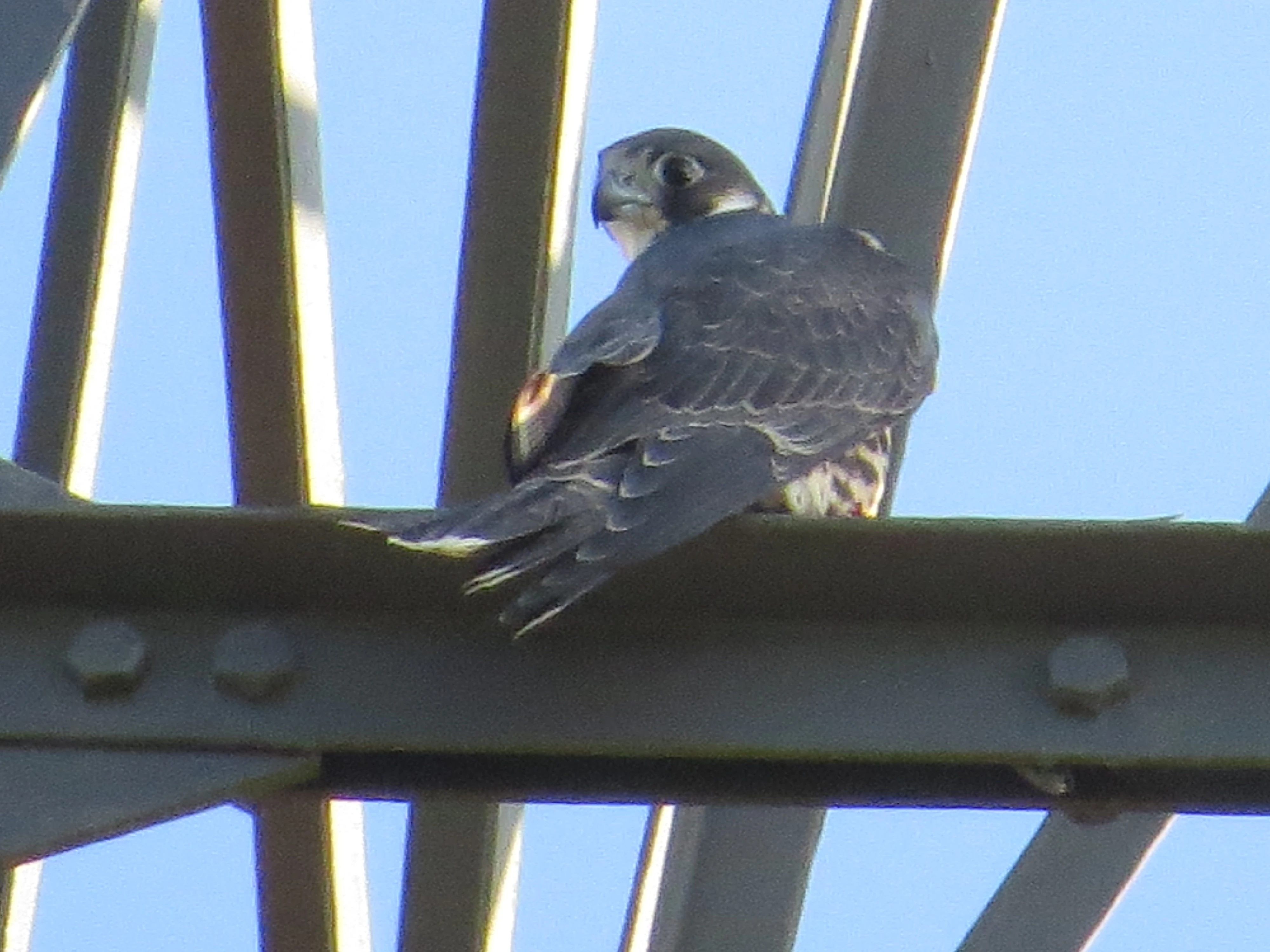 Peregrine Falcon, Lower Test, Totton, New Forest, UK — photo by Adam Prugel-Bennett