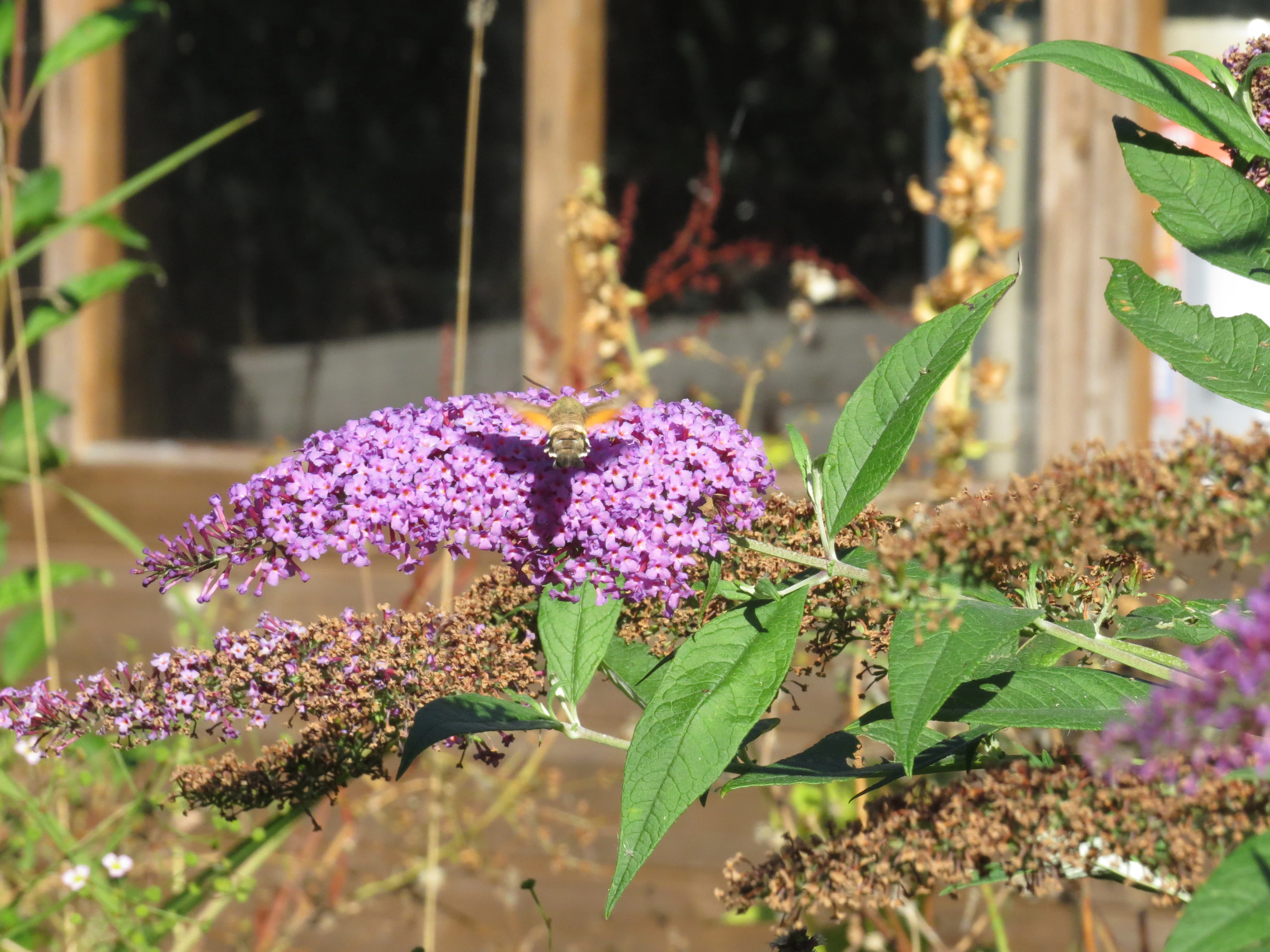 Hummingbird Hawk Moth, Garden, Totton, New Forest, UK — photo by Adam Prugel-Bennett