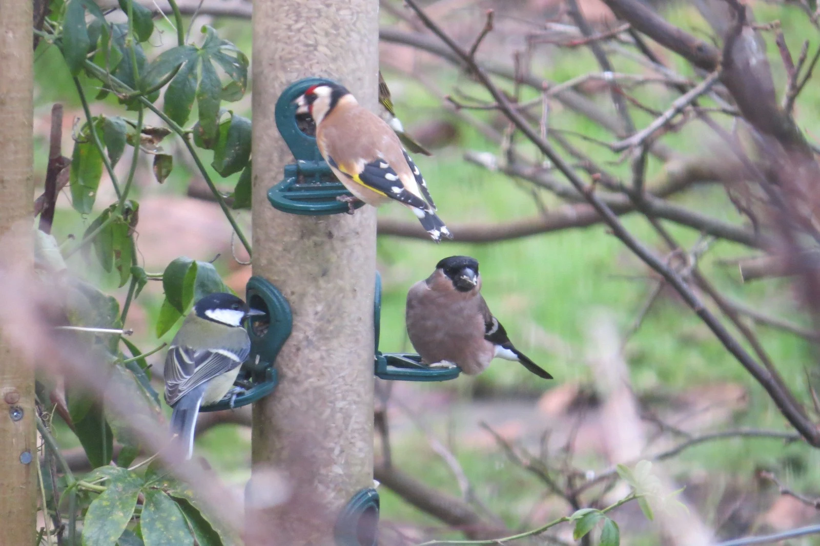 European Goldfinch, Eurasian Bullfinch, and Great Tit on bird feeder, Eling, Hampshire, UK — photo by Adam Prugel-Bennett
