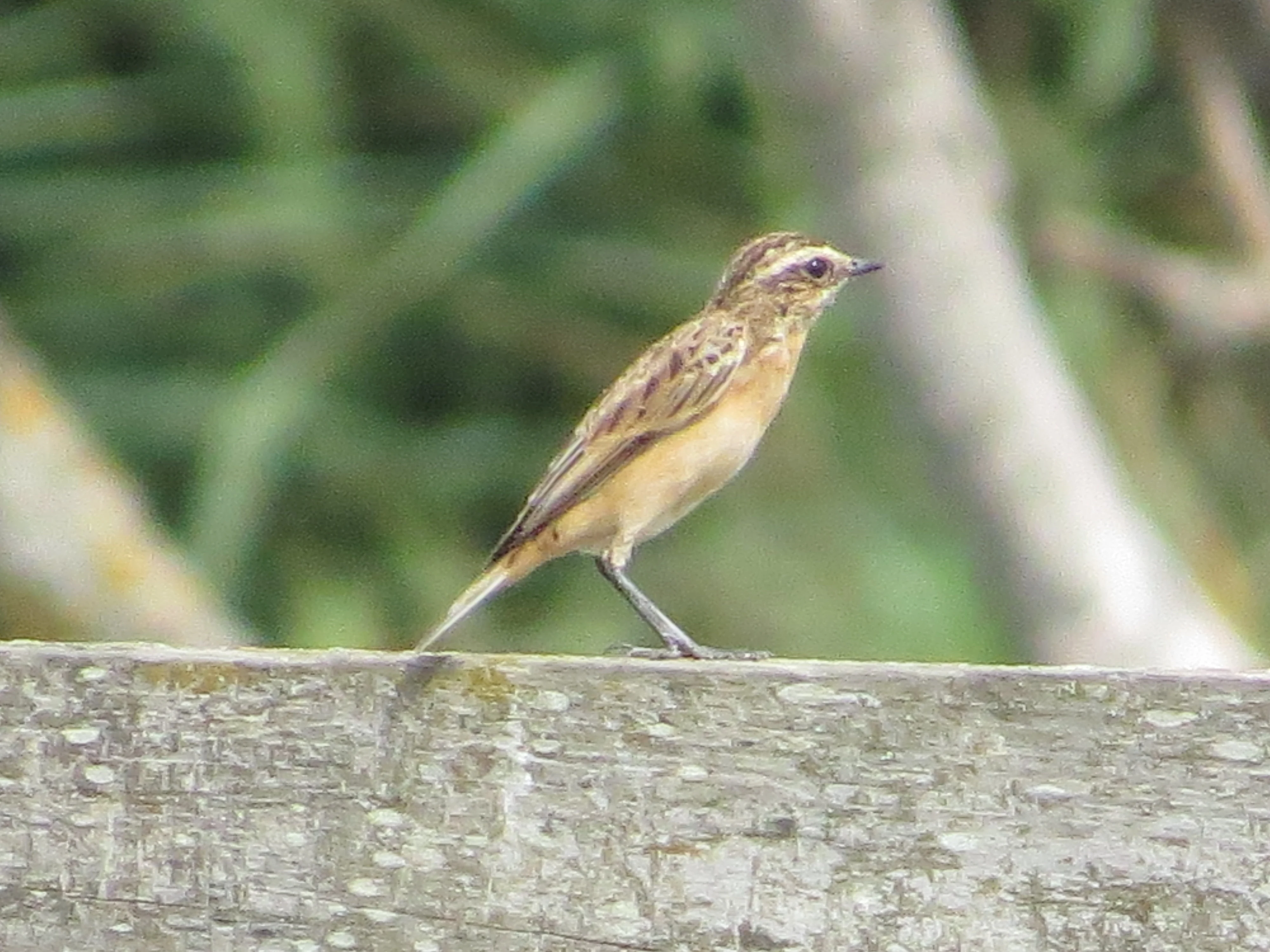 Winchat, Lower Test, Totton, New Forest, UK — photo by Adam Prugel-Bennett