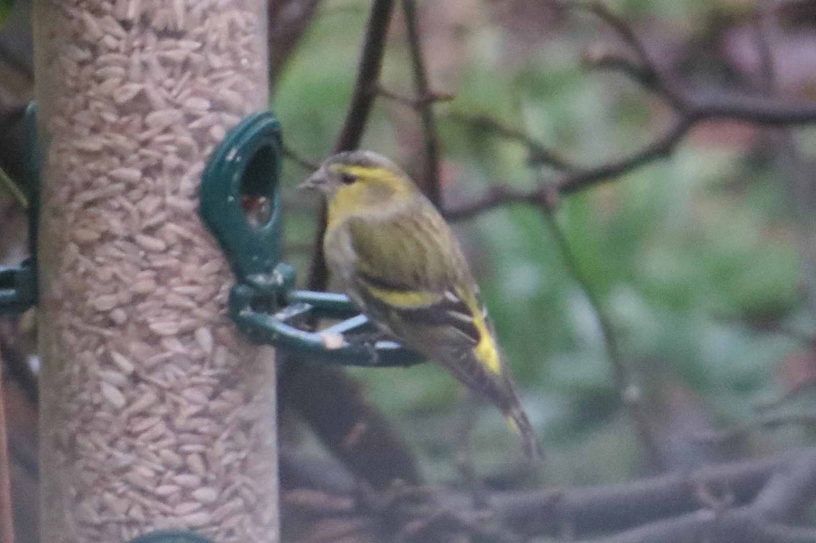 Eurasian Siskin, Eling, Hampshire, UK — photo by Adam Prugel-Bennett