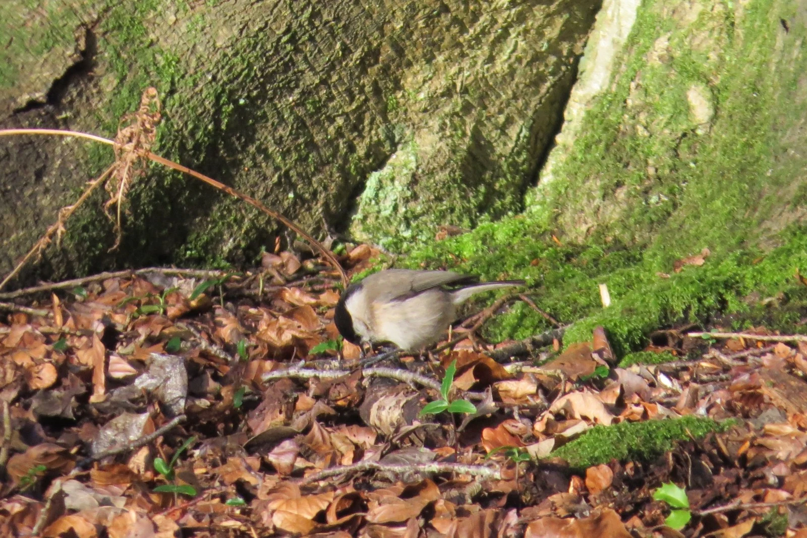 Marsh Tit, Dennys Wood, Hampshire, UK — photo by Adam Prugel-Bennett