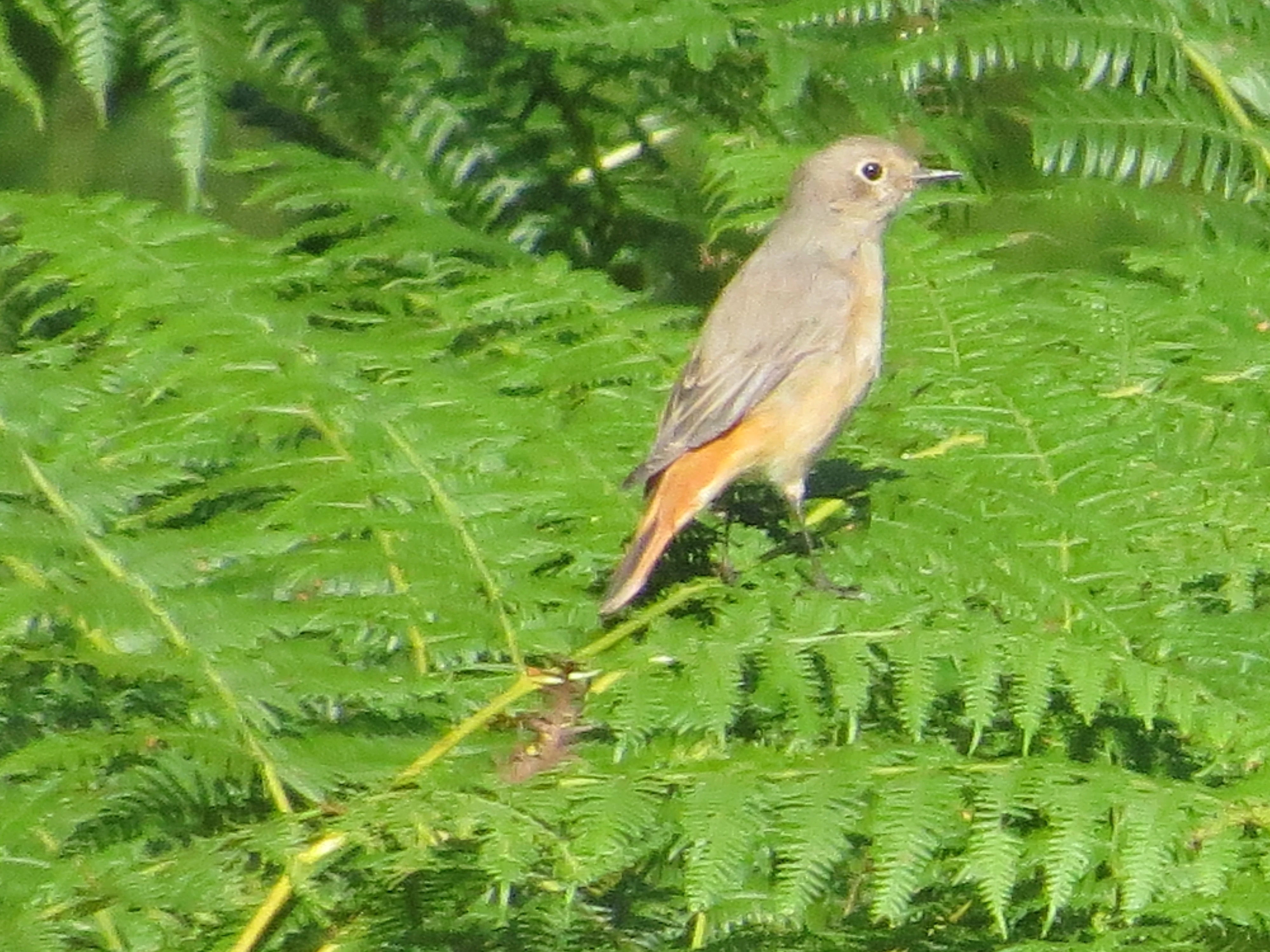 Common Redstart, Fishlake Meadows, Romsey, Hampshire, UK — photo by Adam Prugel-Bennett