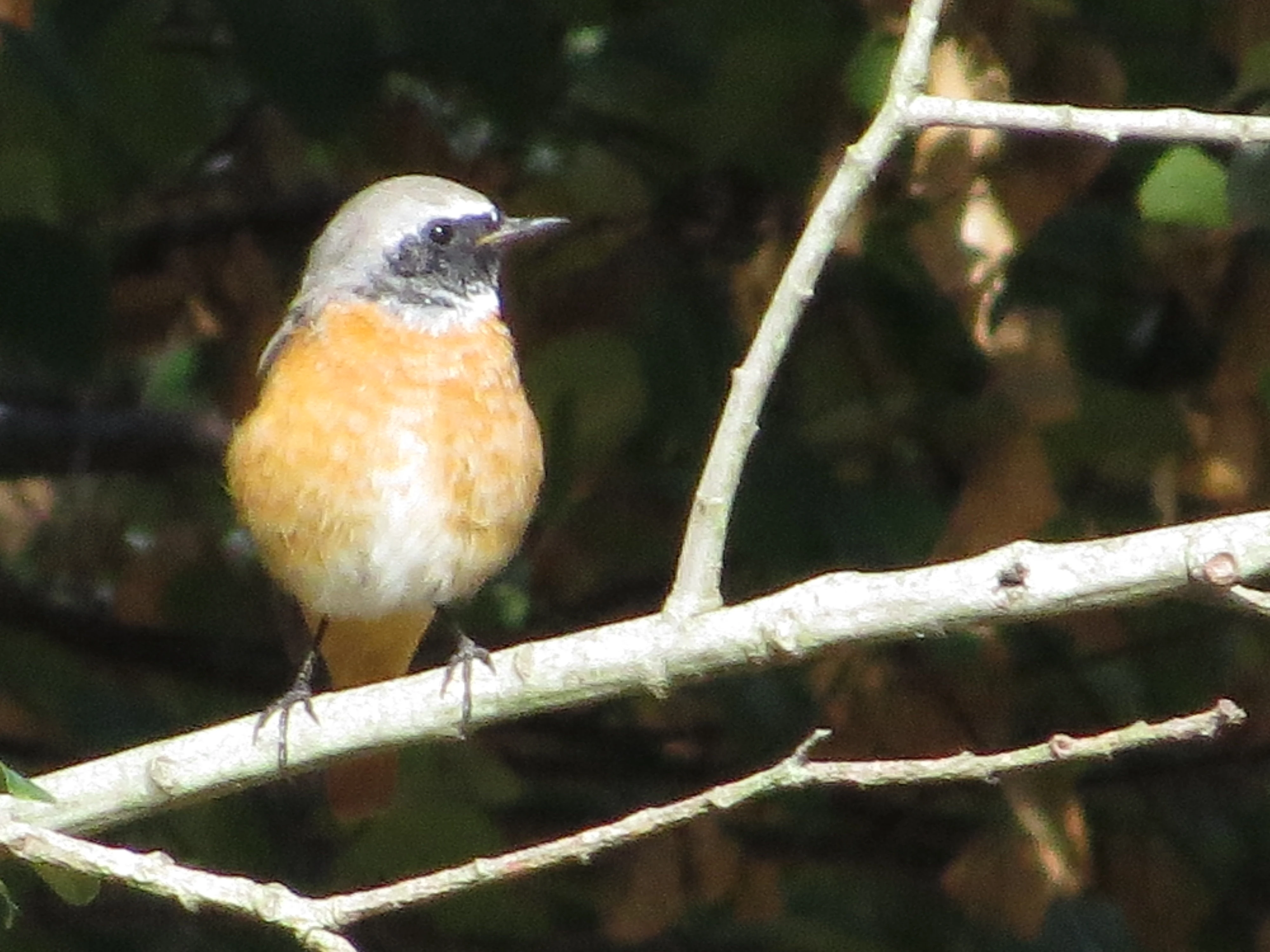 Common Redstart, Fishlake Meadows, Romsey, Hampshire, UK — photo by Adam Prugel-Bennett