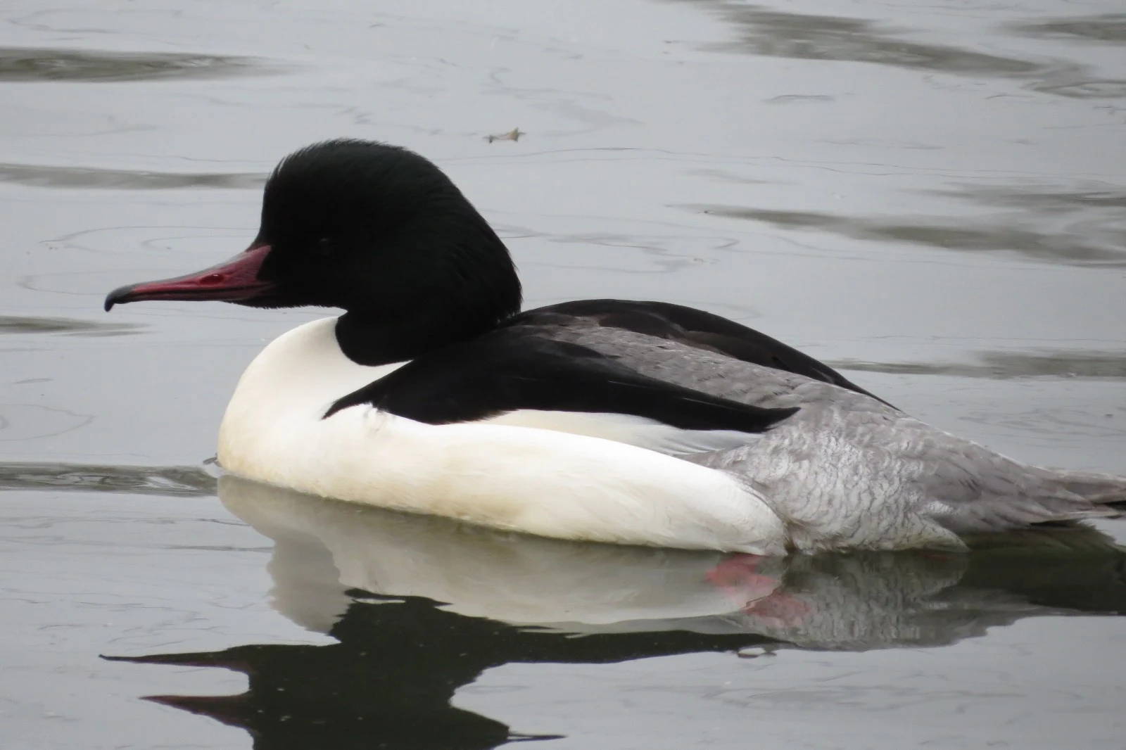 Common Merganser pair, Hampshire, UK — photo by Adam Prugel-Bennett