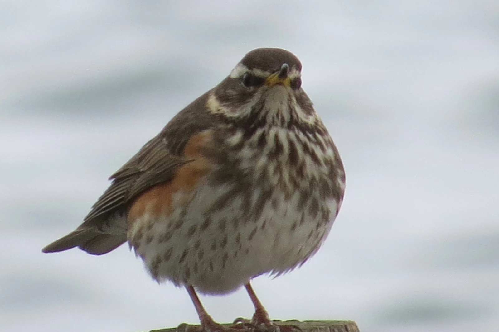Redwing, Hampshire, UK — photo by Adam Prugel-Bennett