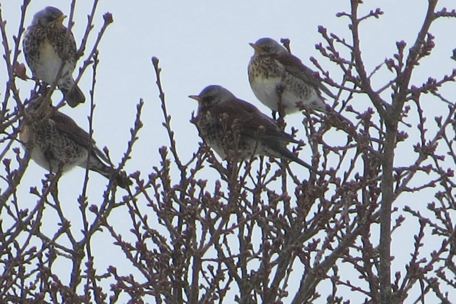 Fieldfares, Eling Great Marsh, Hampshire, UK — photo by Adam Prugel-Bennett