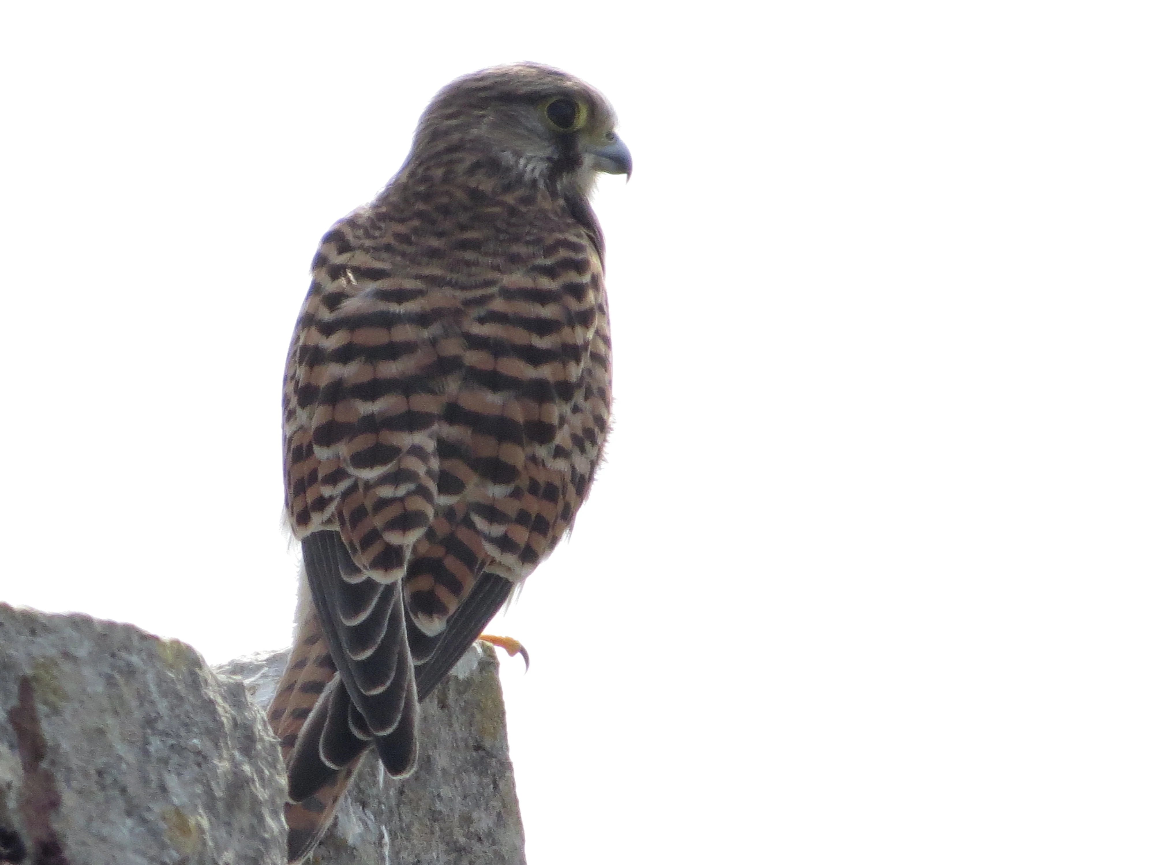 Kestrel, Portland, Weymouth, Dorset, UK — photo by Adam Prugel-Bennett